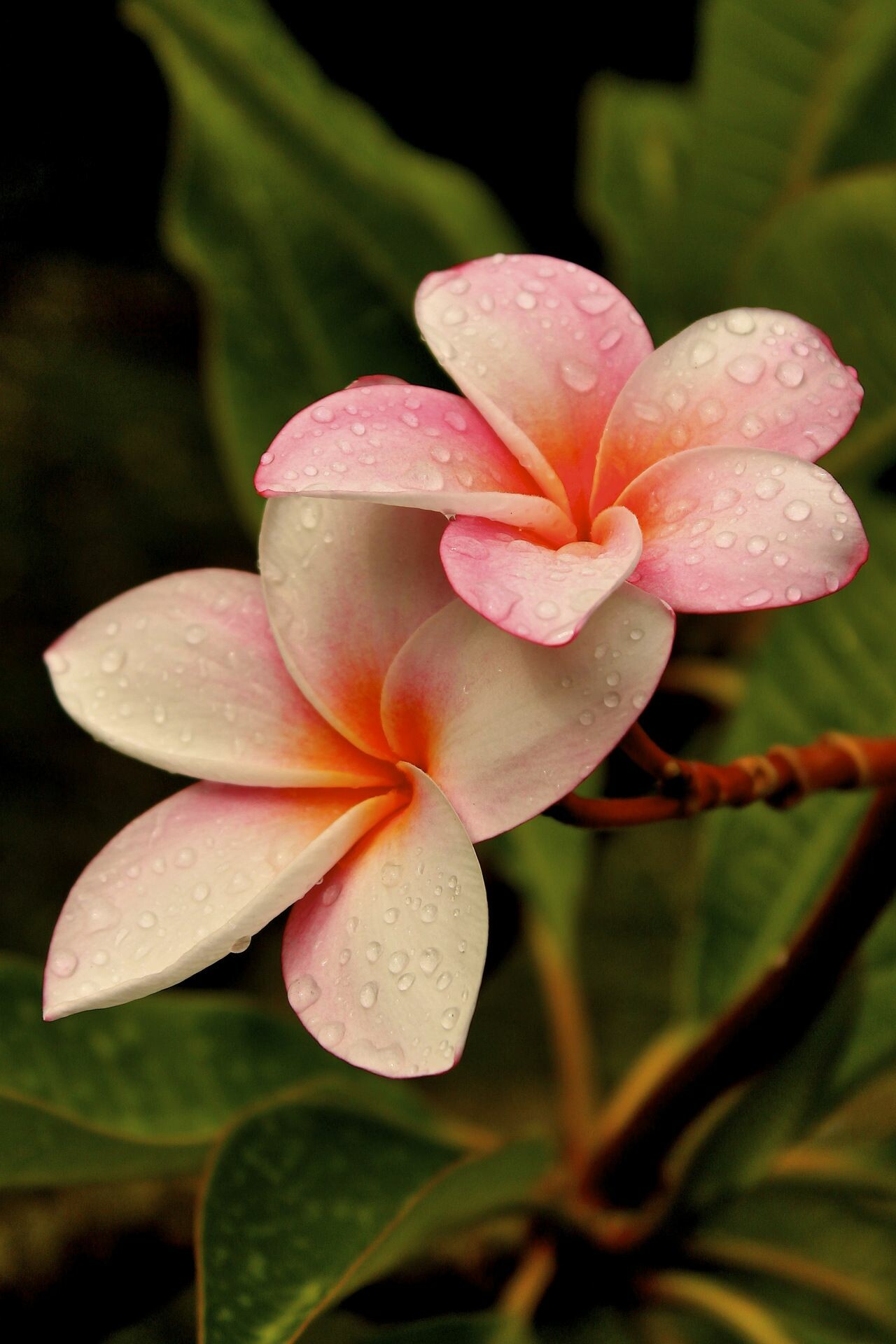 Plumeria flower, Exquisite and elegant, Nature's masterpiece, Stunning floral beauty, 1280x1920 HD Phone