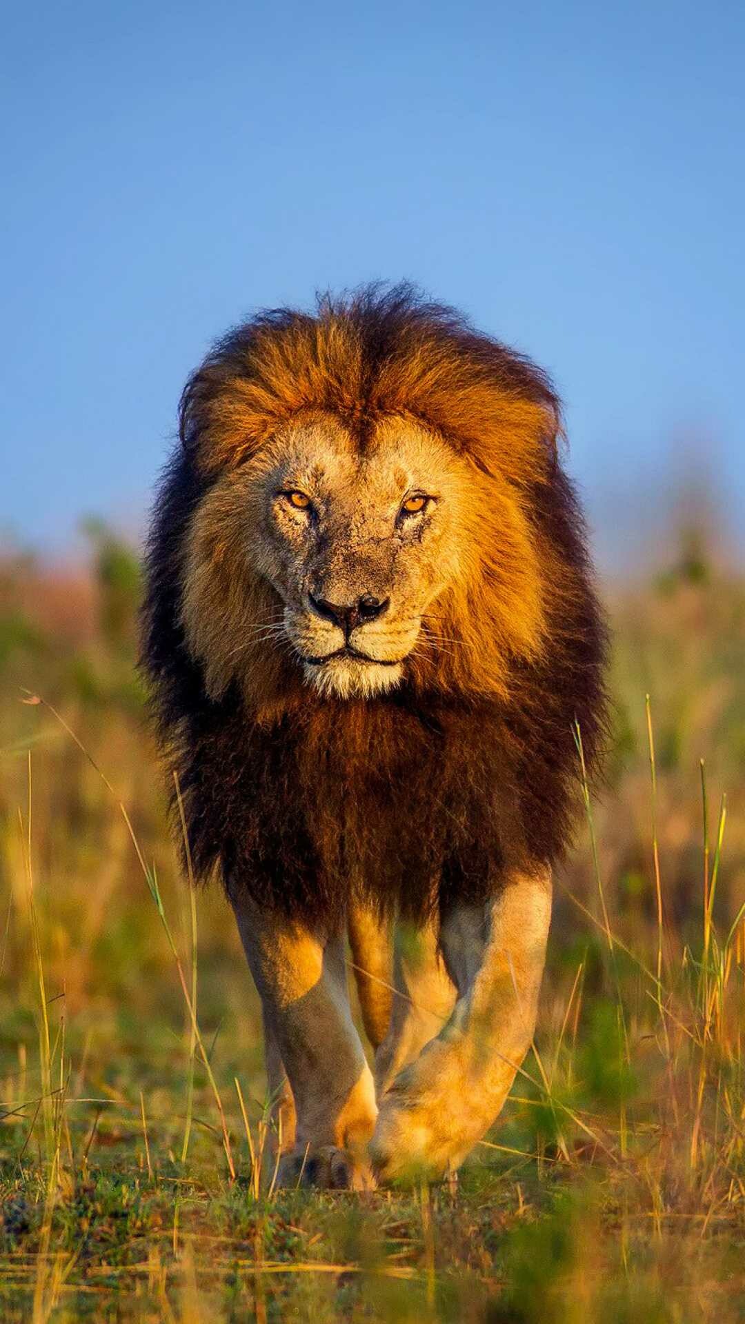 Majestic lion, Captivating gaze, Artistic wallpaper, Magnificent beast, 1080x1920 Full HD Phone