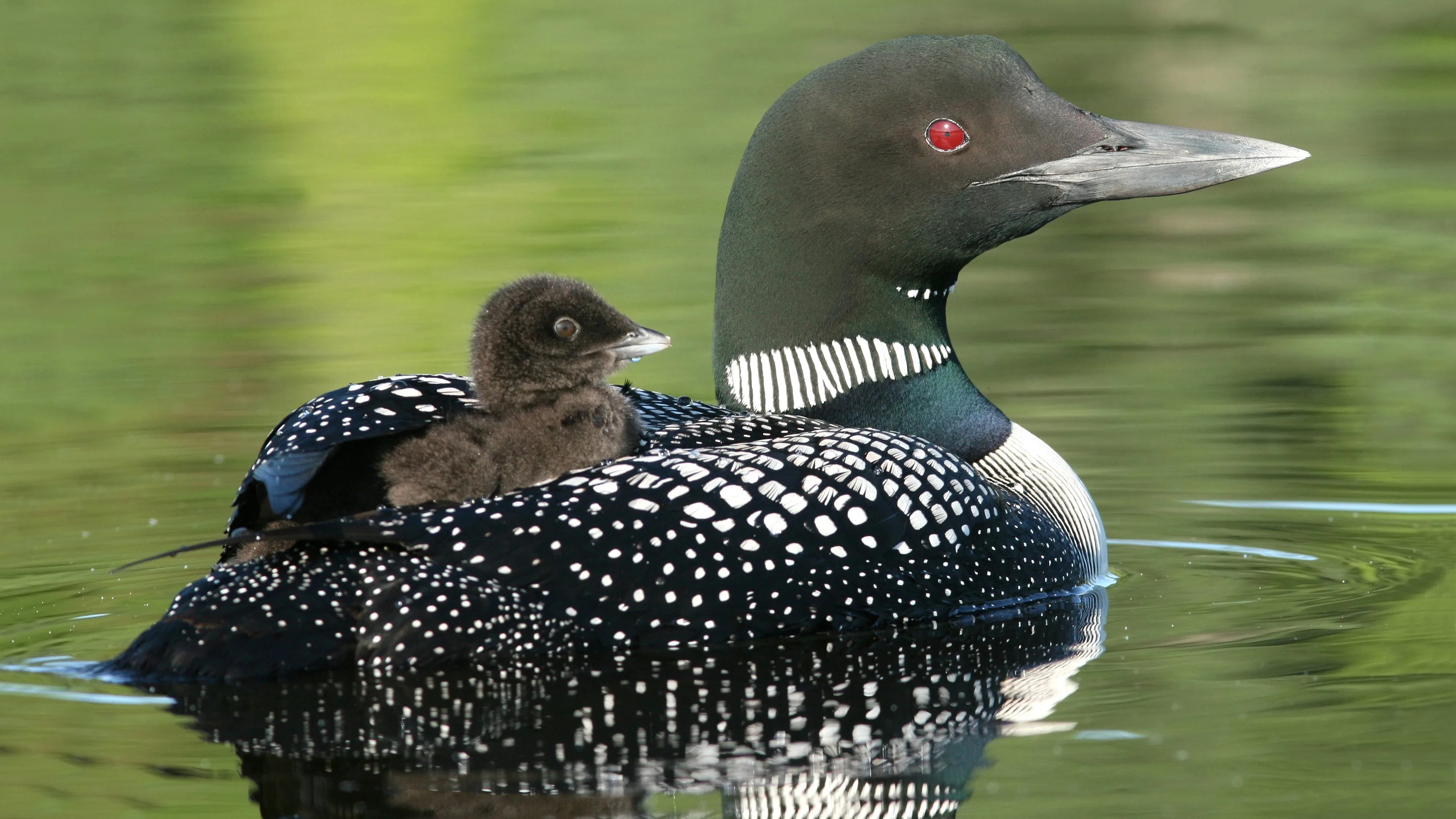 Minnesota loon deaths, West Nile virus, 3630x2040 HD Desktop