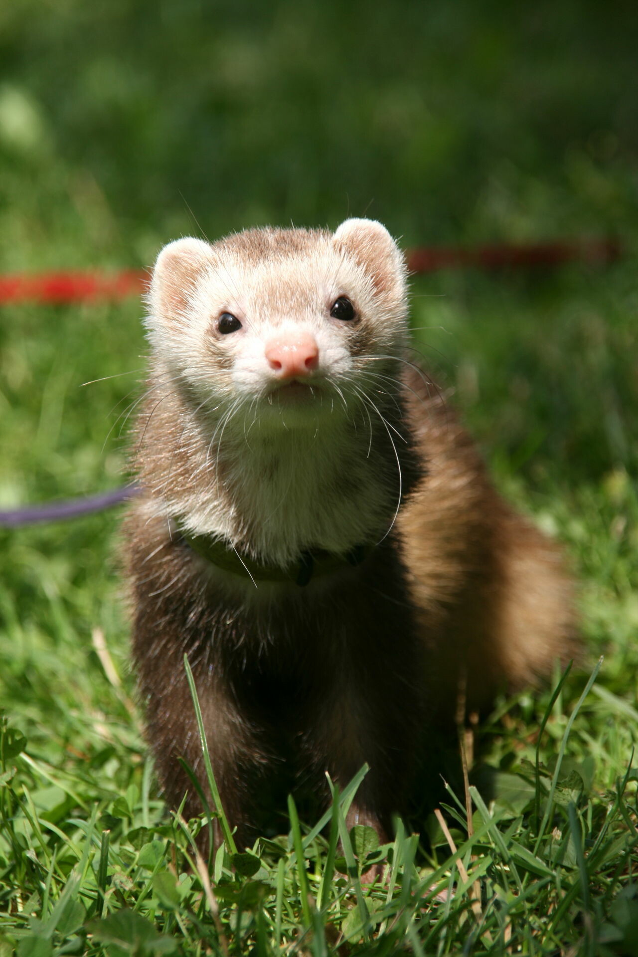 Weasel facts, Slender bodies, Devoted hunters, Quick reflexes, 1280x1920 HD Phone