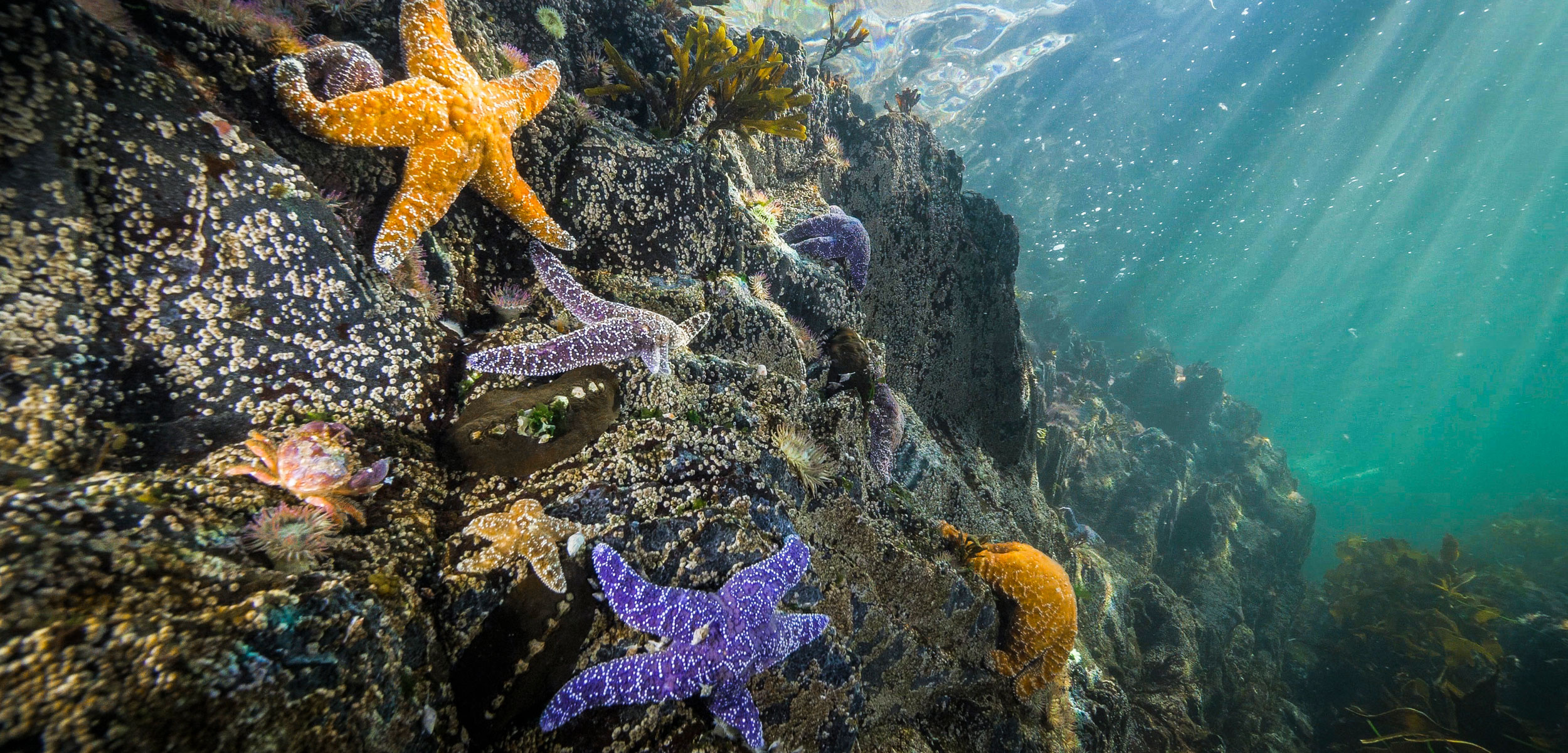 Ochre sea star, Nature's masterpiece, Coastal ecosystem wonders, Conservation efforts, 2500x1210 Dual Screen Desktop