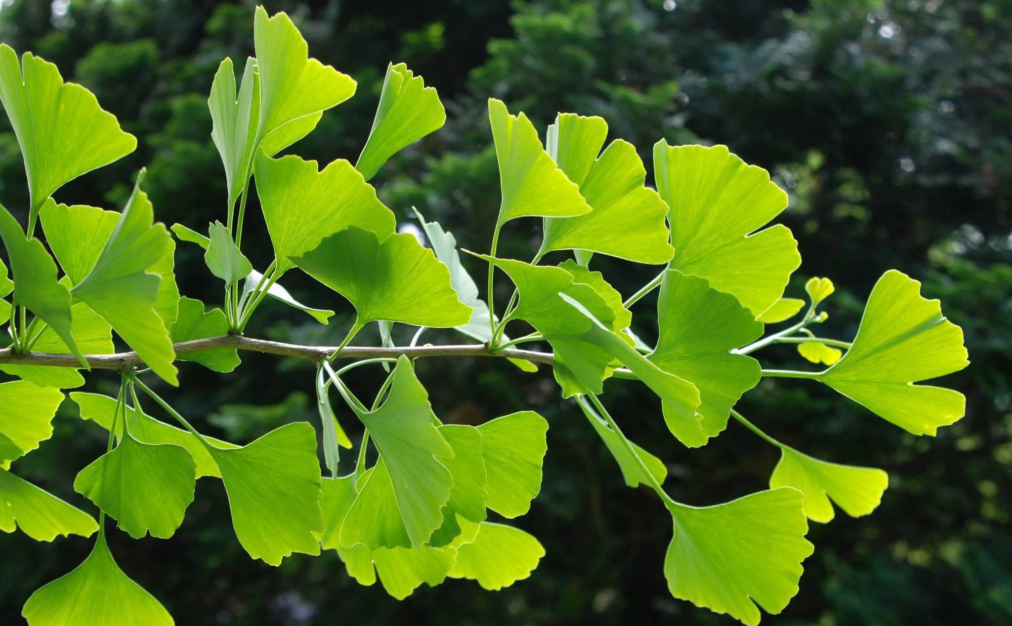 Vin ung b no, Natures bounty ginkgo biloba, Tammys boutique, 2050x1270 HD Desktop