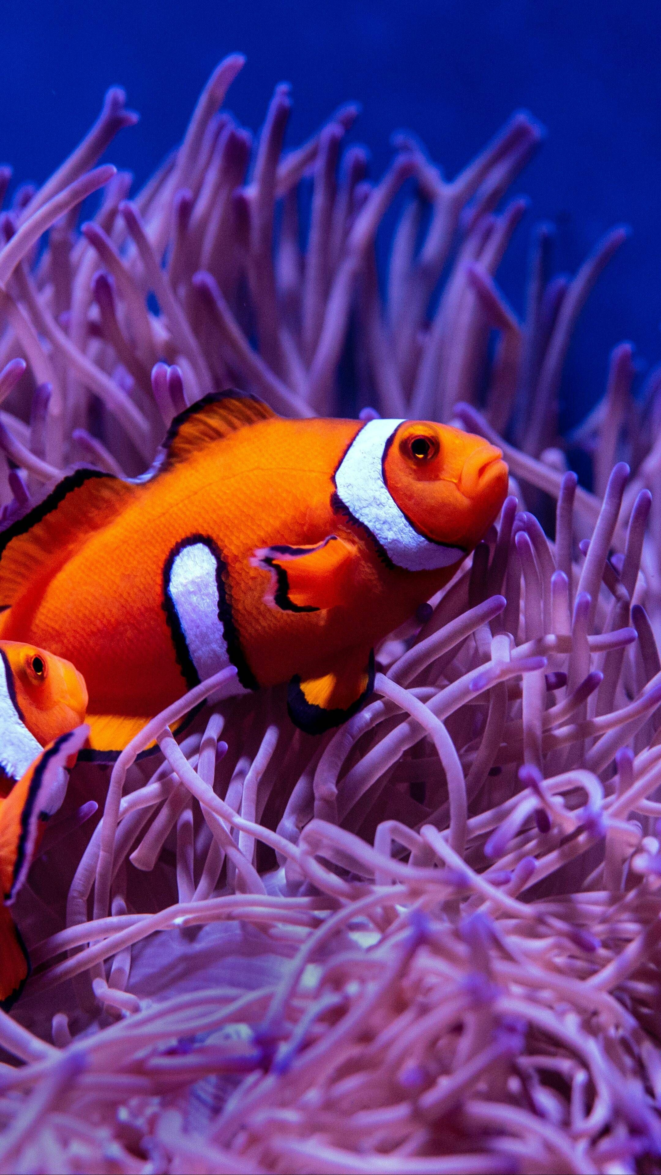 iPhone11 wallpapers, Clownfish inspiration, Underwater wonders, Captivating marine life, 2160x3840 4K Phone