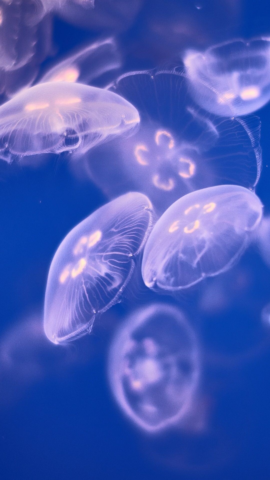 Jellyfish iPhone wallpapers, Captivating backgrounds, Mesmerizing beauty, Radiant glow, 1080x1920 Full HD Phone