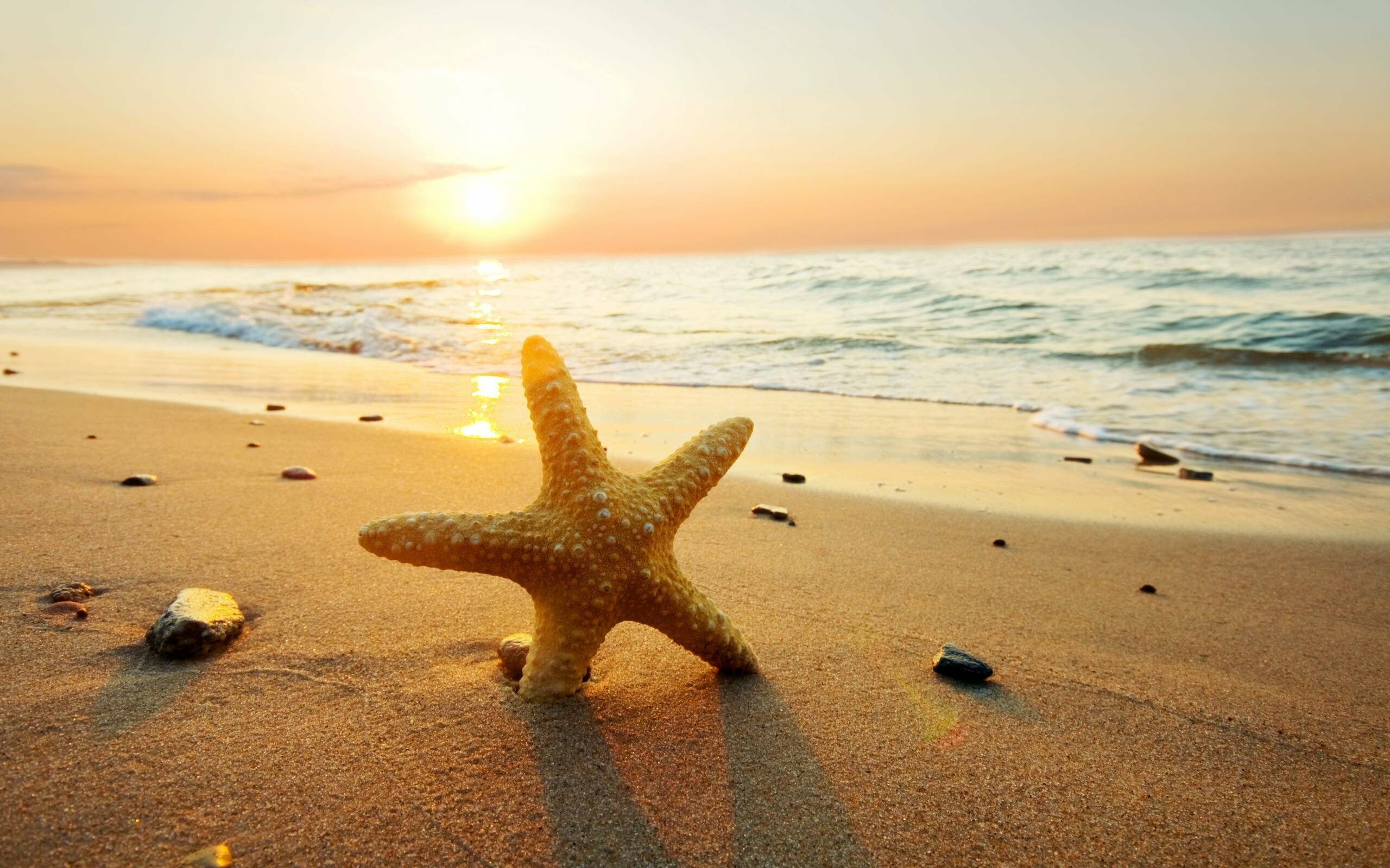 Starfish background HD wallpapers, Baltana, 2560x1600 HD Desktop