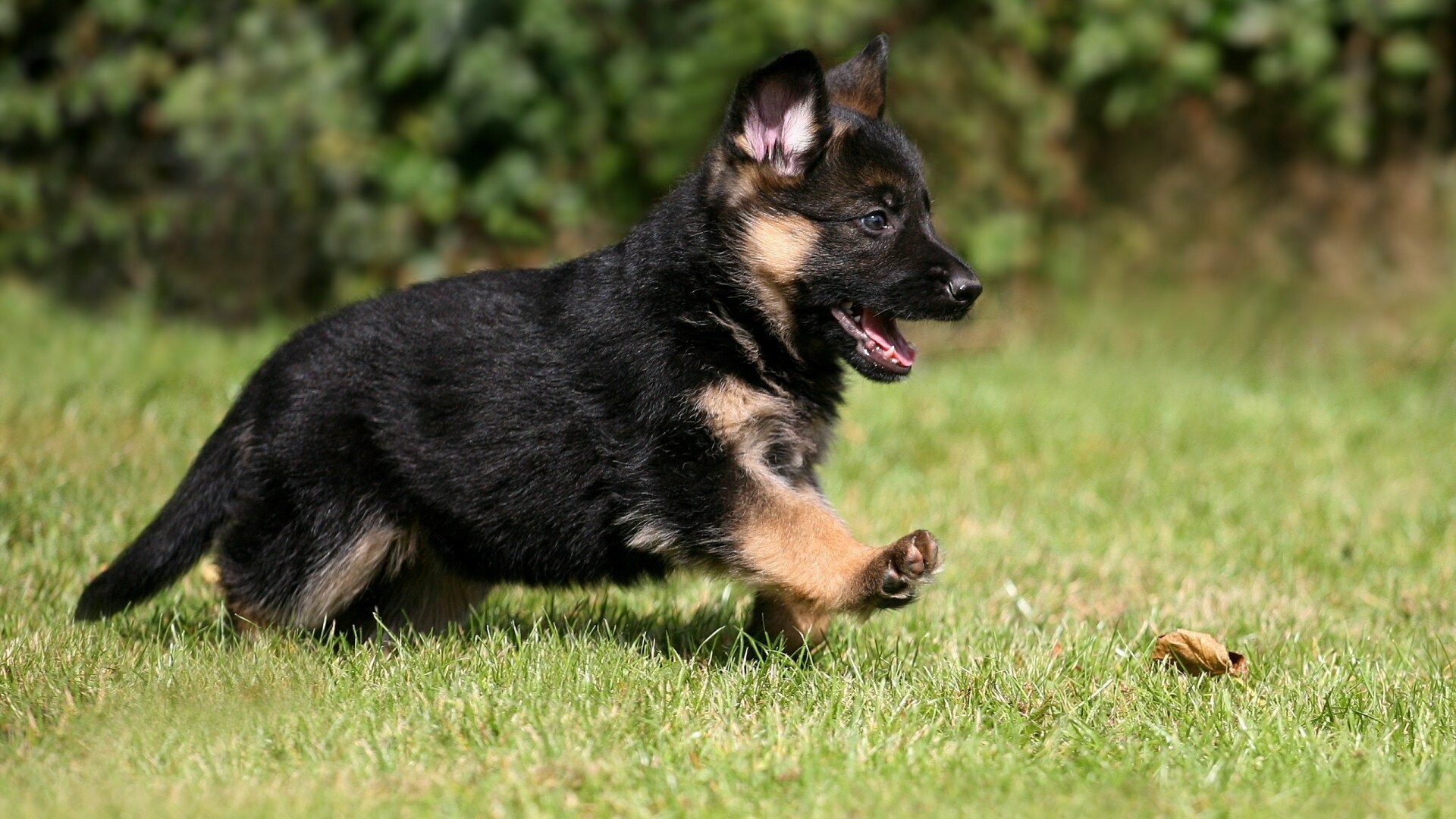 German Shepherd, Full HD 1080p wallpapers, Majestic presence, Desktop backgrounds, 1920x1080 Full HD Desktop