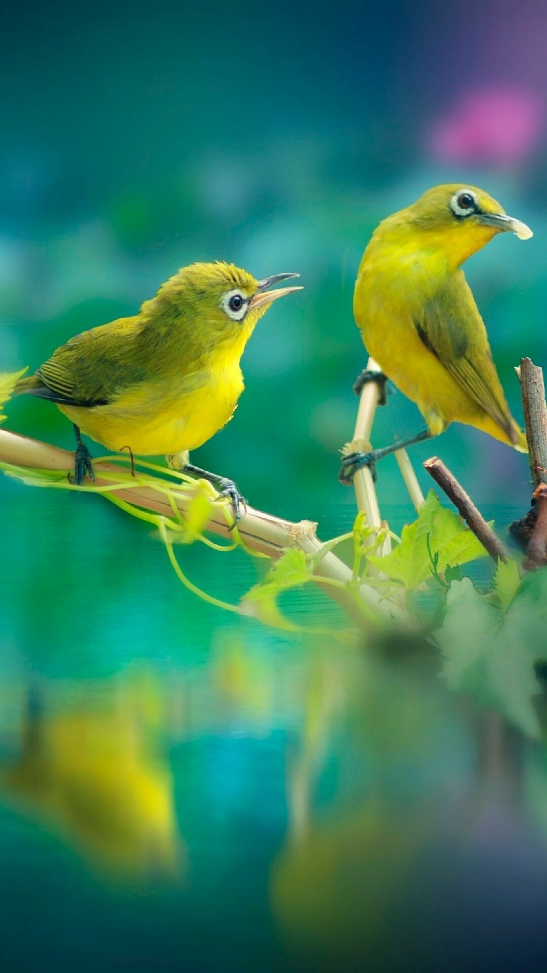 Javan white-eye, Birds Wallpaper, 1080x1920 Full HD Phone