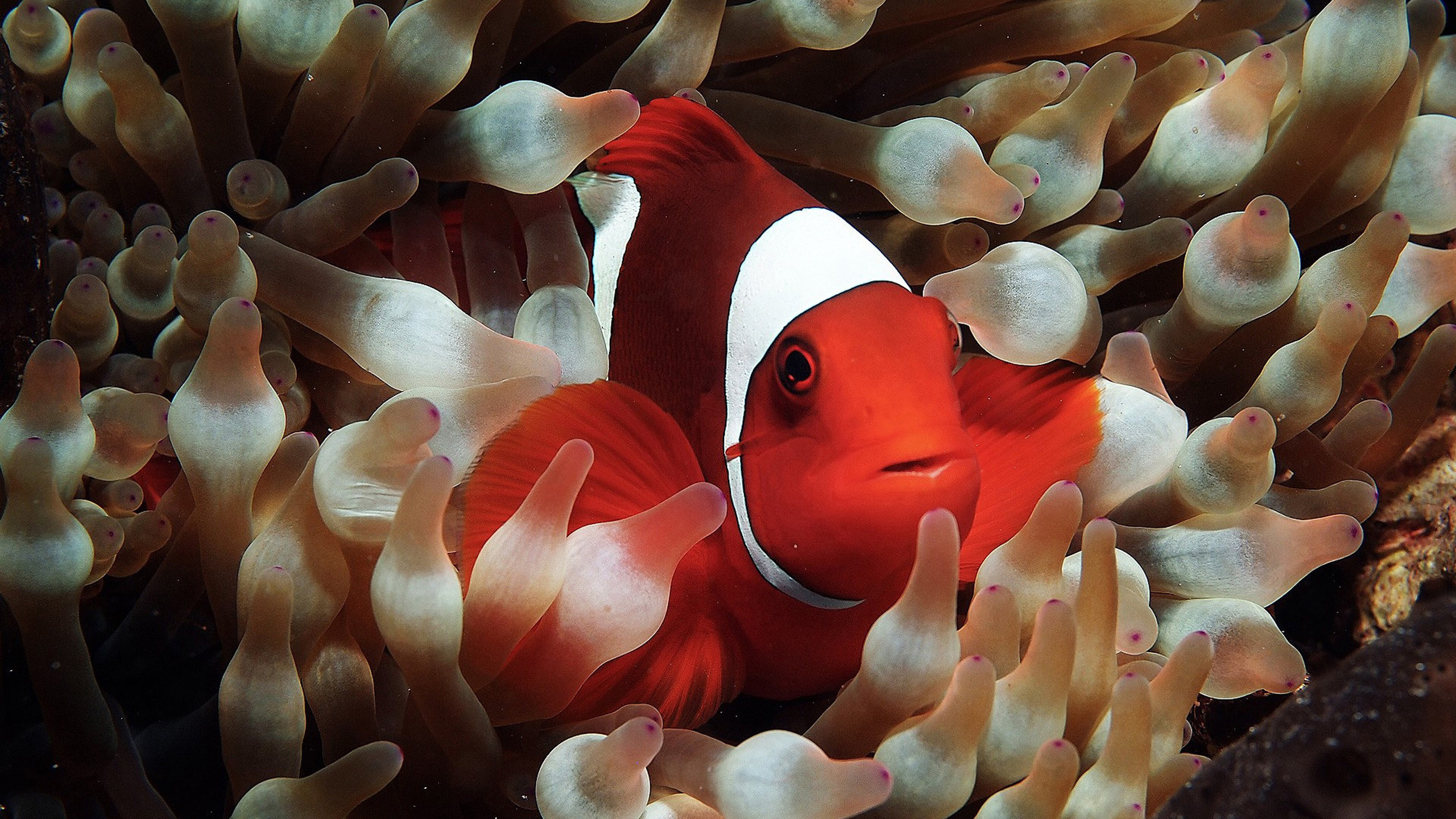 Coral, Clown Fish Wallpaper, 2560x1440 HD Desktop