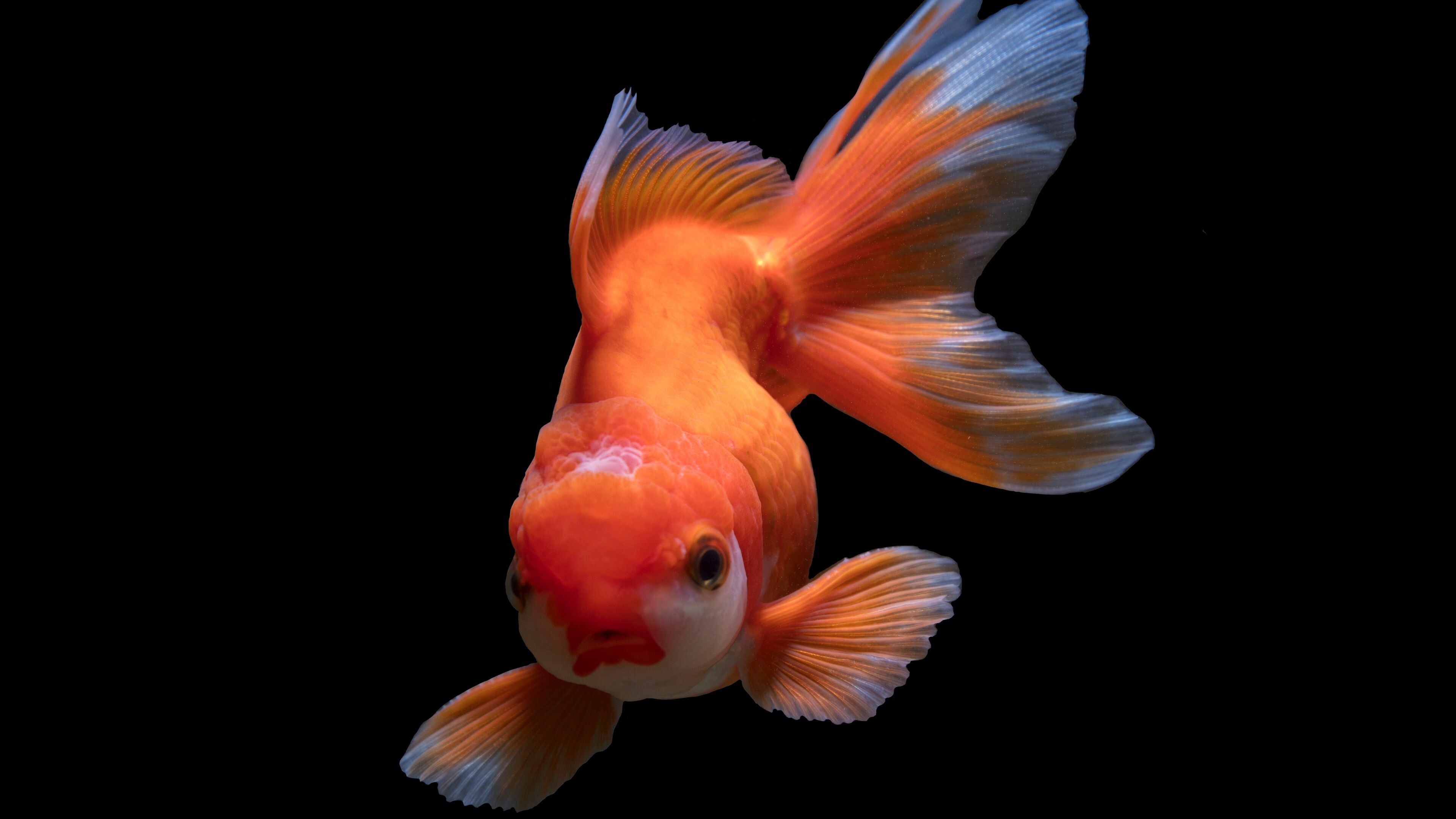 Gold Fish, Captivating aquarium scene, Stunning goldfish, Dark background, 3840x2160 4K Desktop