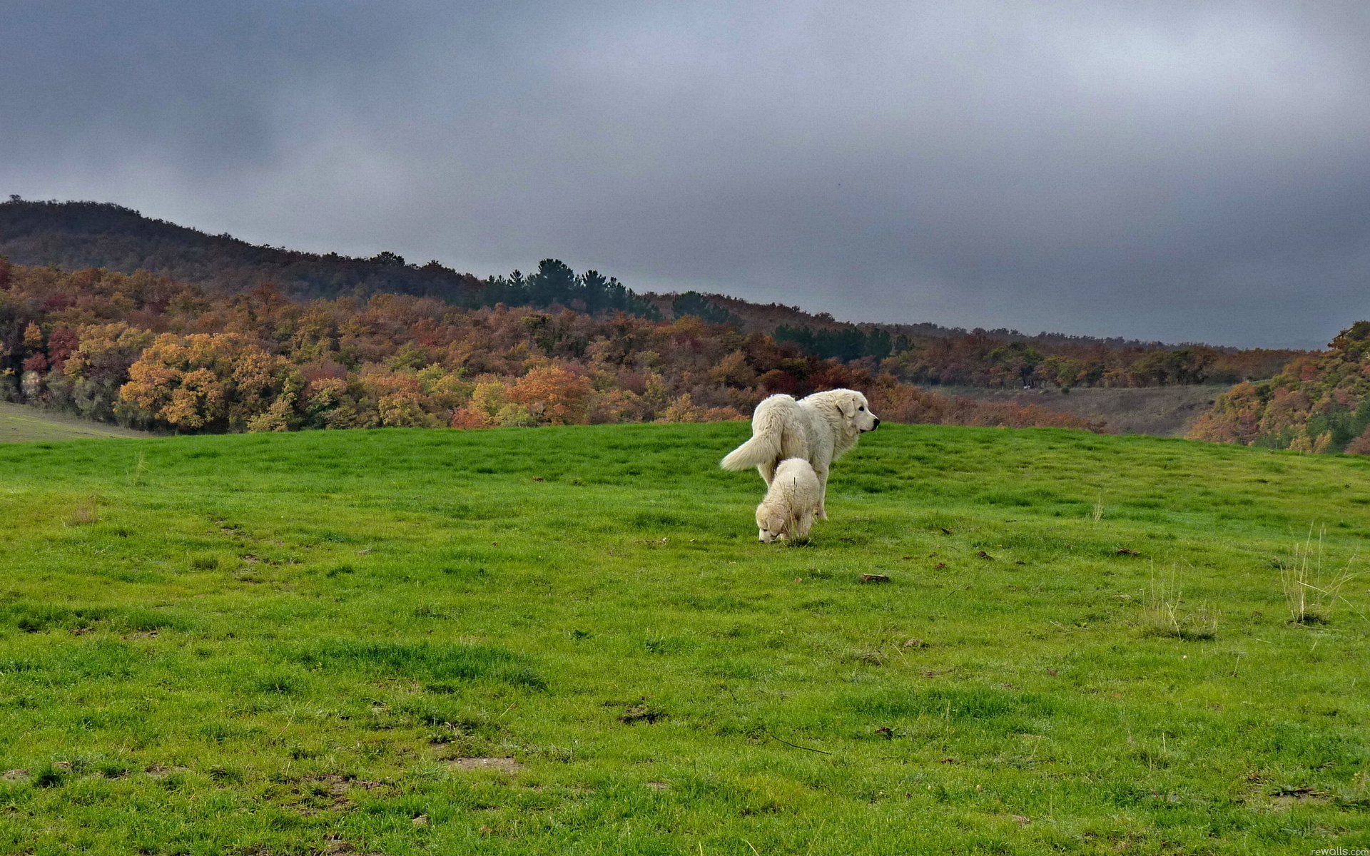 Great Pyrenees, HD Wallpapers, 1920x1200 HD Desktop