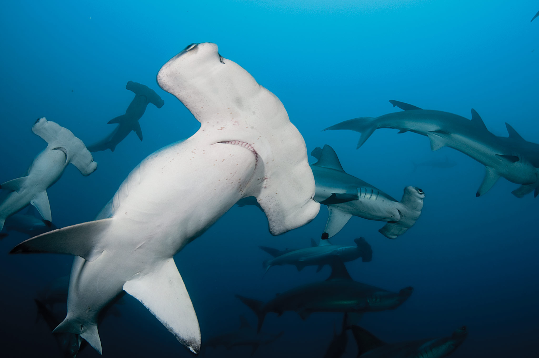 Hammerhead sharks, Kona coast, Diving experience, Fascinating species, 2050x1360 HD Desktop