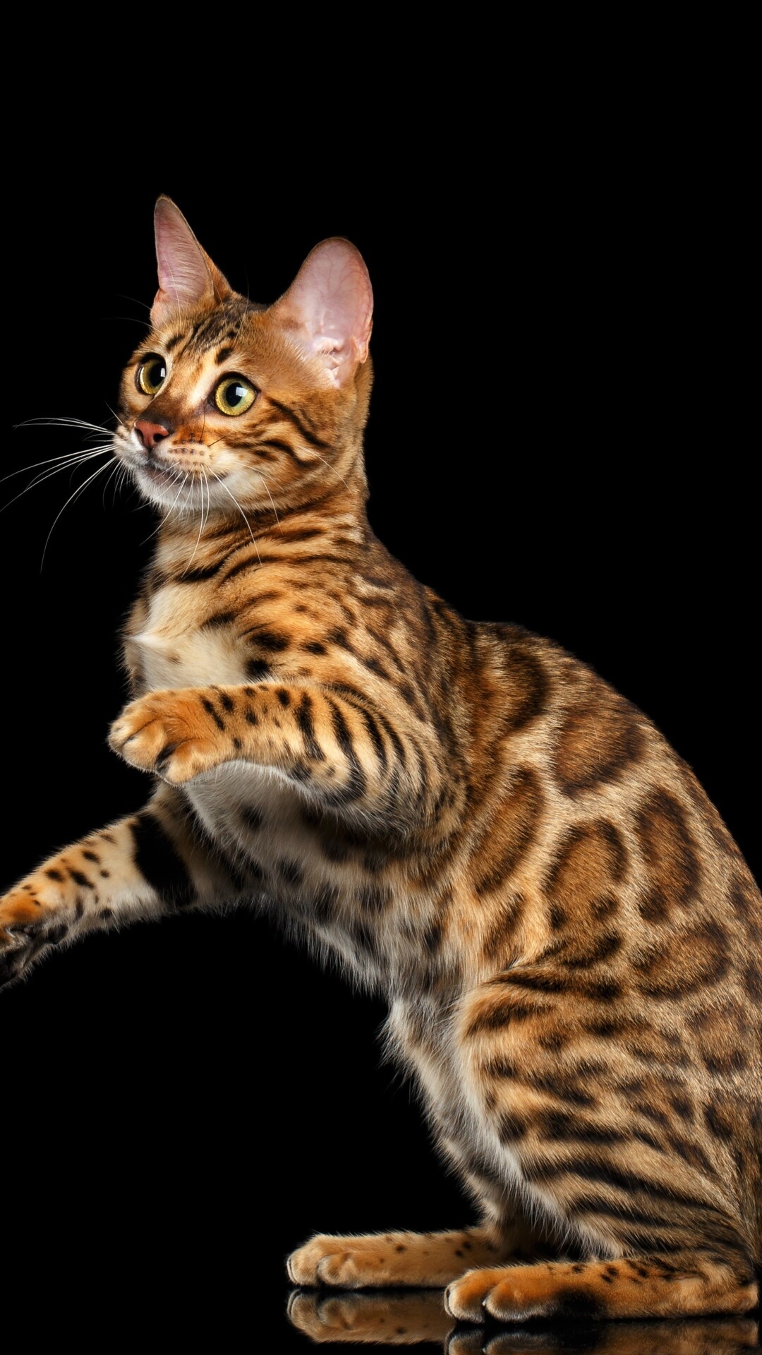 Playful, Bengal Cats Wallpaper, 1080x1920 Full HD Phone