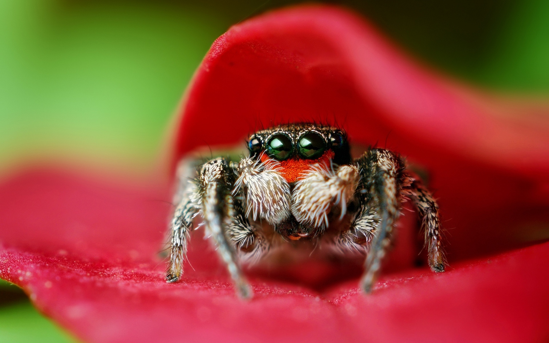 Jumping spider collection, Vivid colors, Acrobatic arachnids, Wallpaper-worthy, 1920x1200 HD Desktop