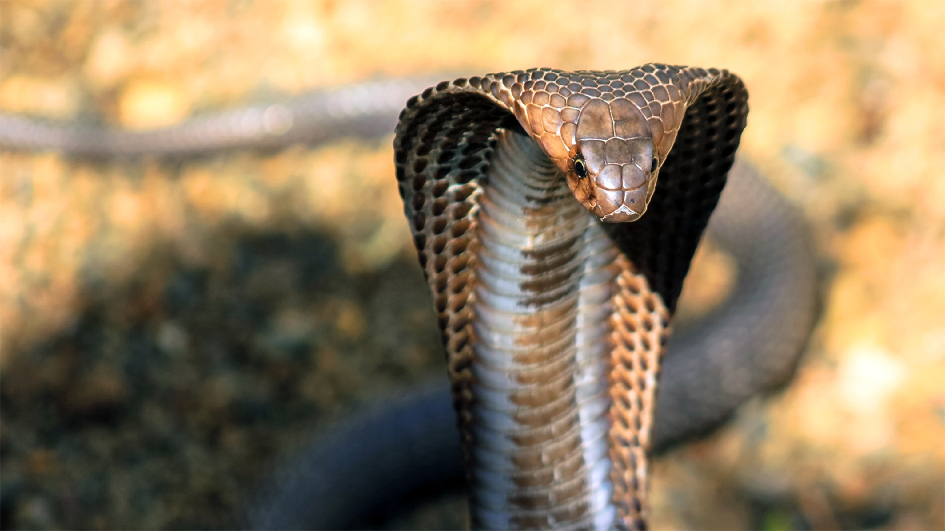 King Cobra fascination, Reptilian majesty, HD wallpapers, Animal kingdom marvels, 3080x1730 HD Desktop