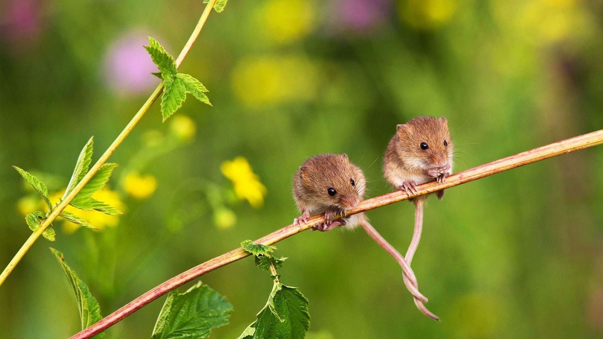 Mouse, harvest mouse, adorable wallpapers, cute animal, 1920x1080 Full HD Desktop