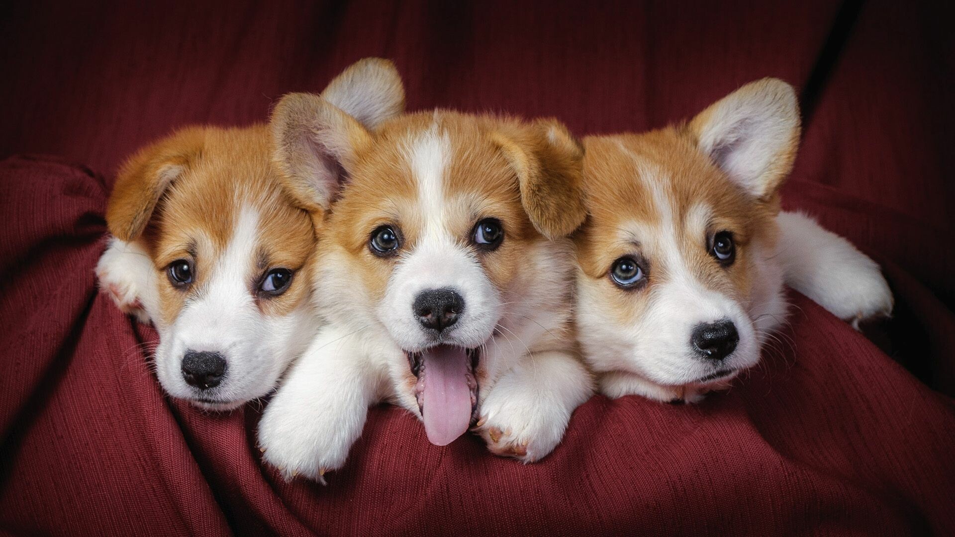 Cute dog squad, Adorable companions, Picture purr-fection, Irresistible charm, 1920x1080 Full HD Desktop