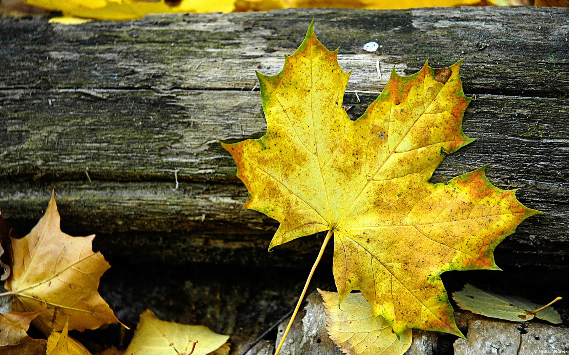 Gold Leaf, Windows macro photography, Free fall wallpaper, 1920x1200 HD Desktop