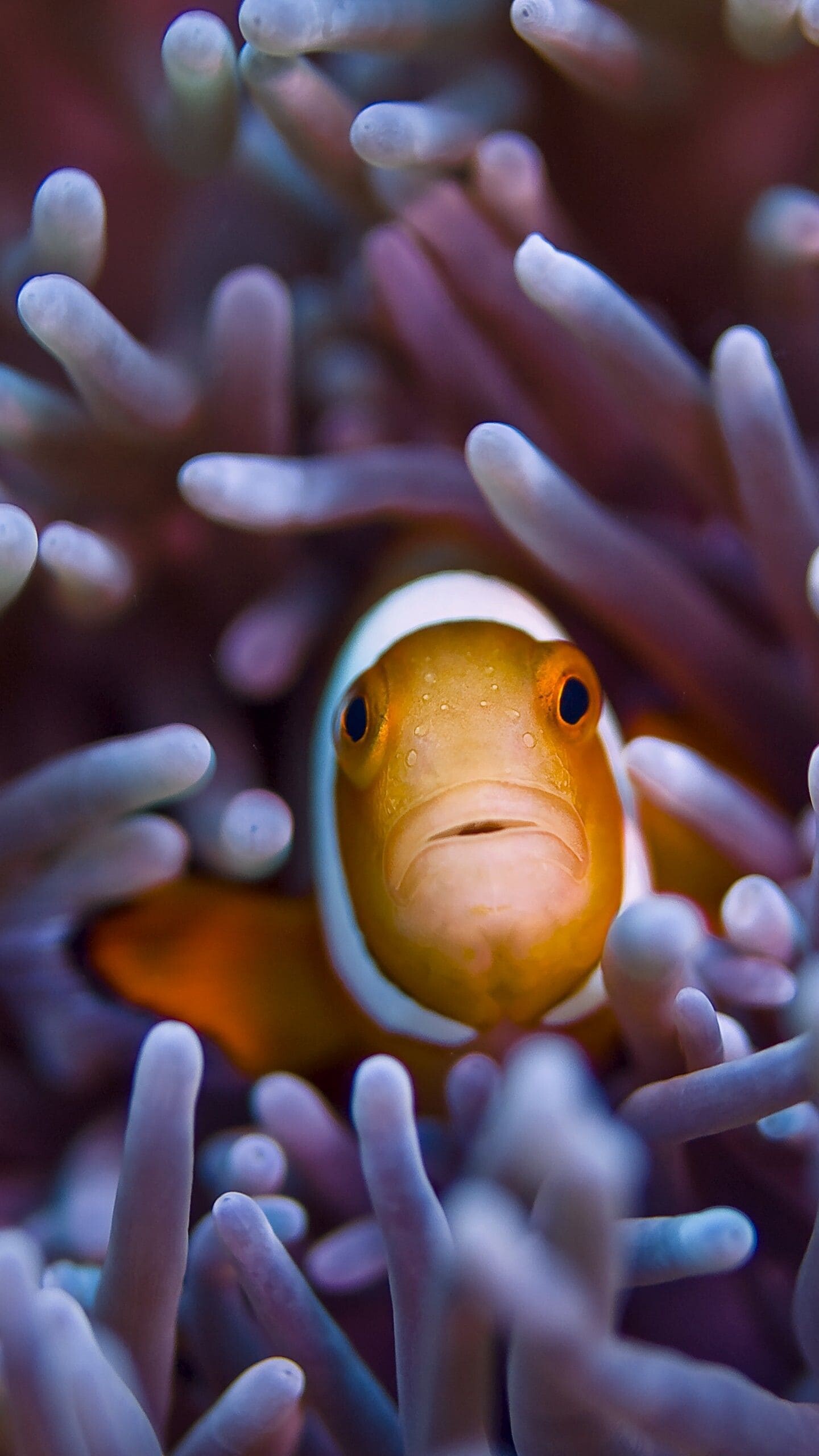 Clownfish wallpapers, Download, 1440x2560 HD Phone