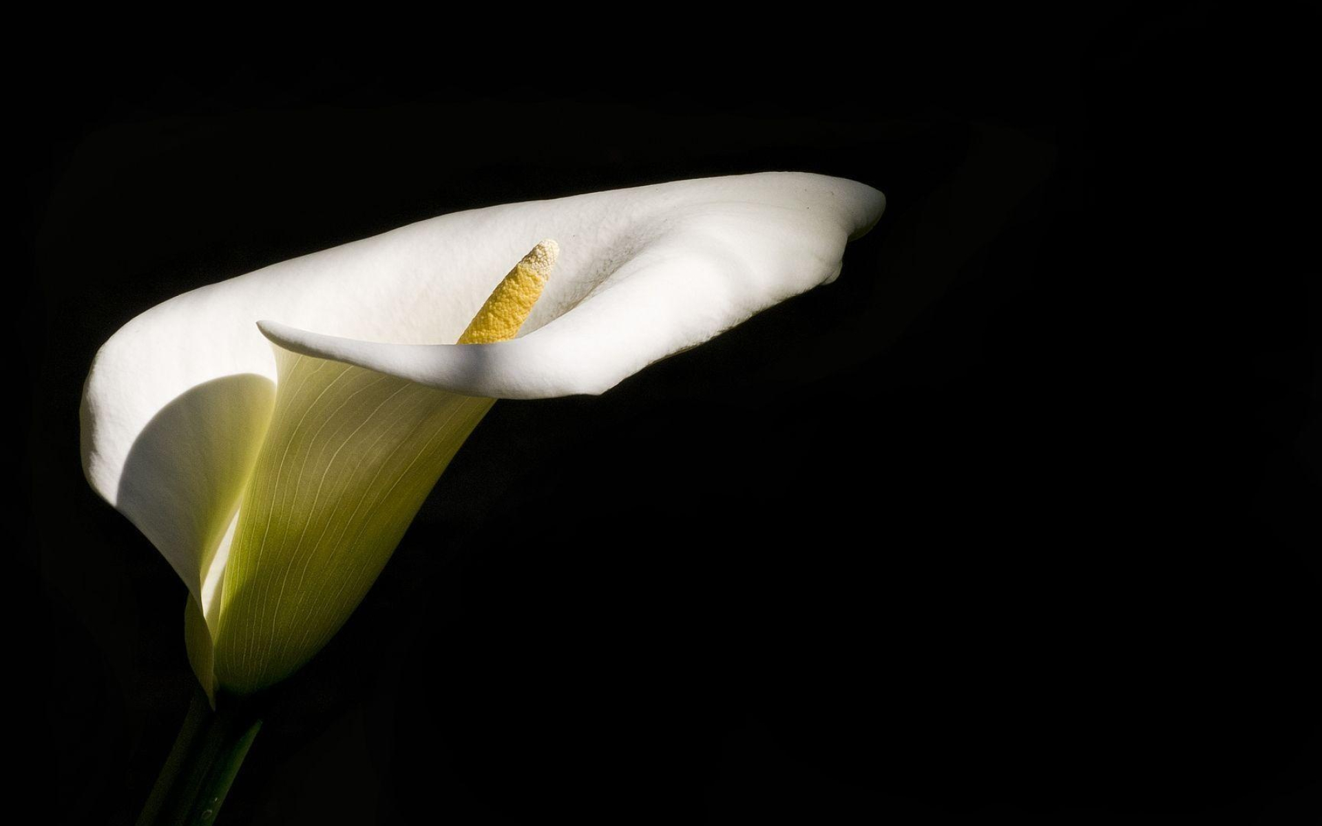 Calla Lily, Beautiful wallpapers, Elegant blooms, Nature's jewel, 1920x1200 HD Desktop