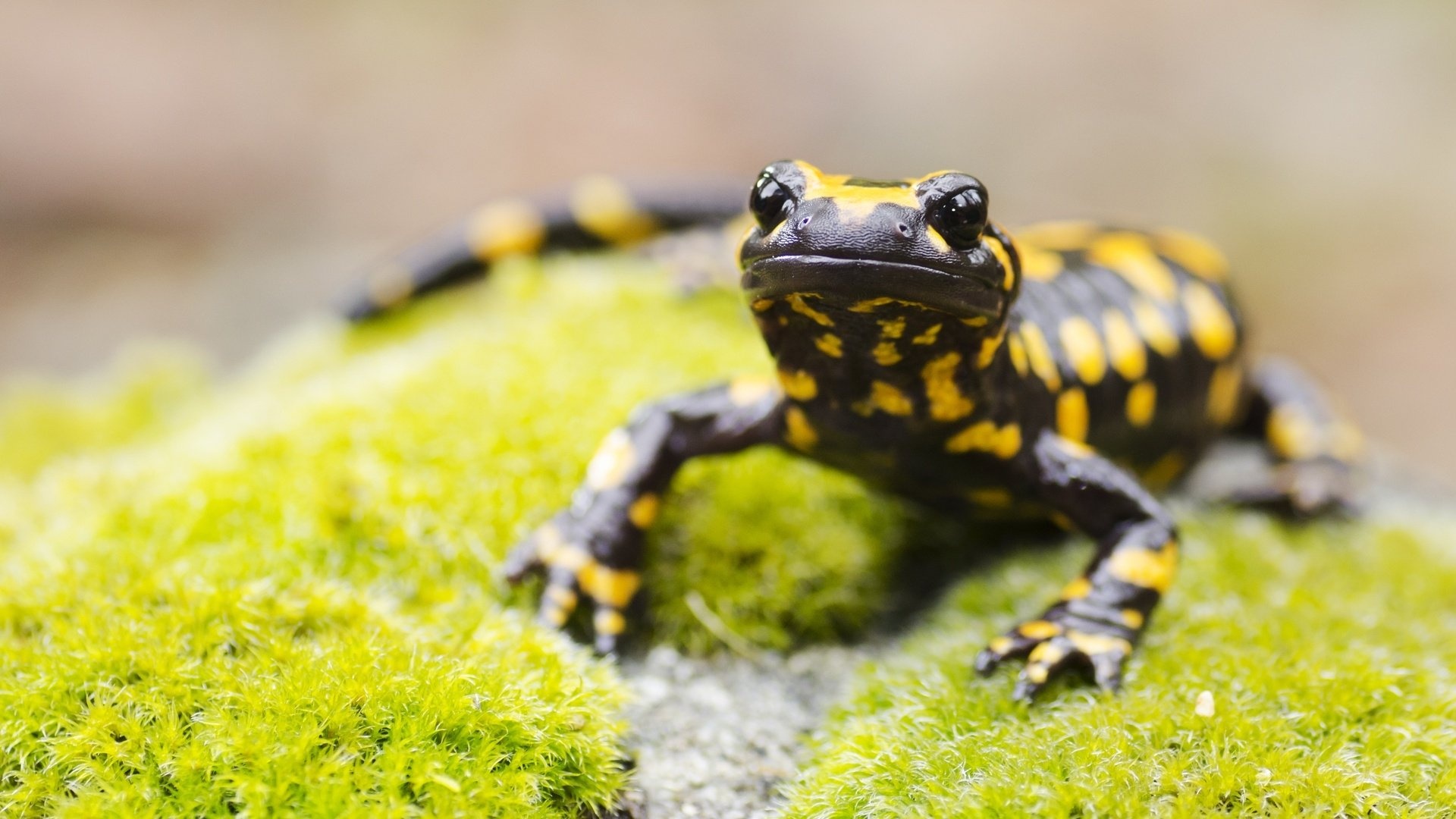 Salamander wallpaper, Artistic background, Samantha Sellers photo, Stunning detail, 1920x1080 Full HD Desktop