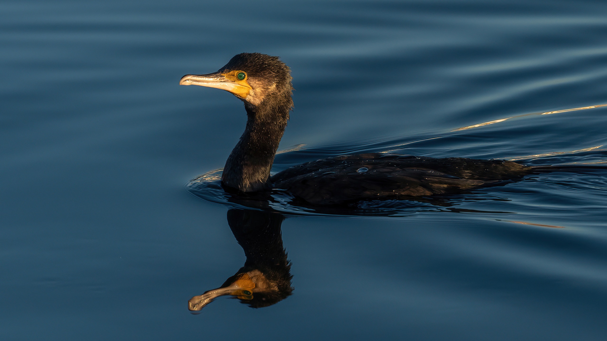 A7IV image thread, Cormorant photography, Professional equipment, Stunning captures, 2560x1440 HD Desktop