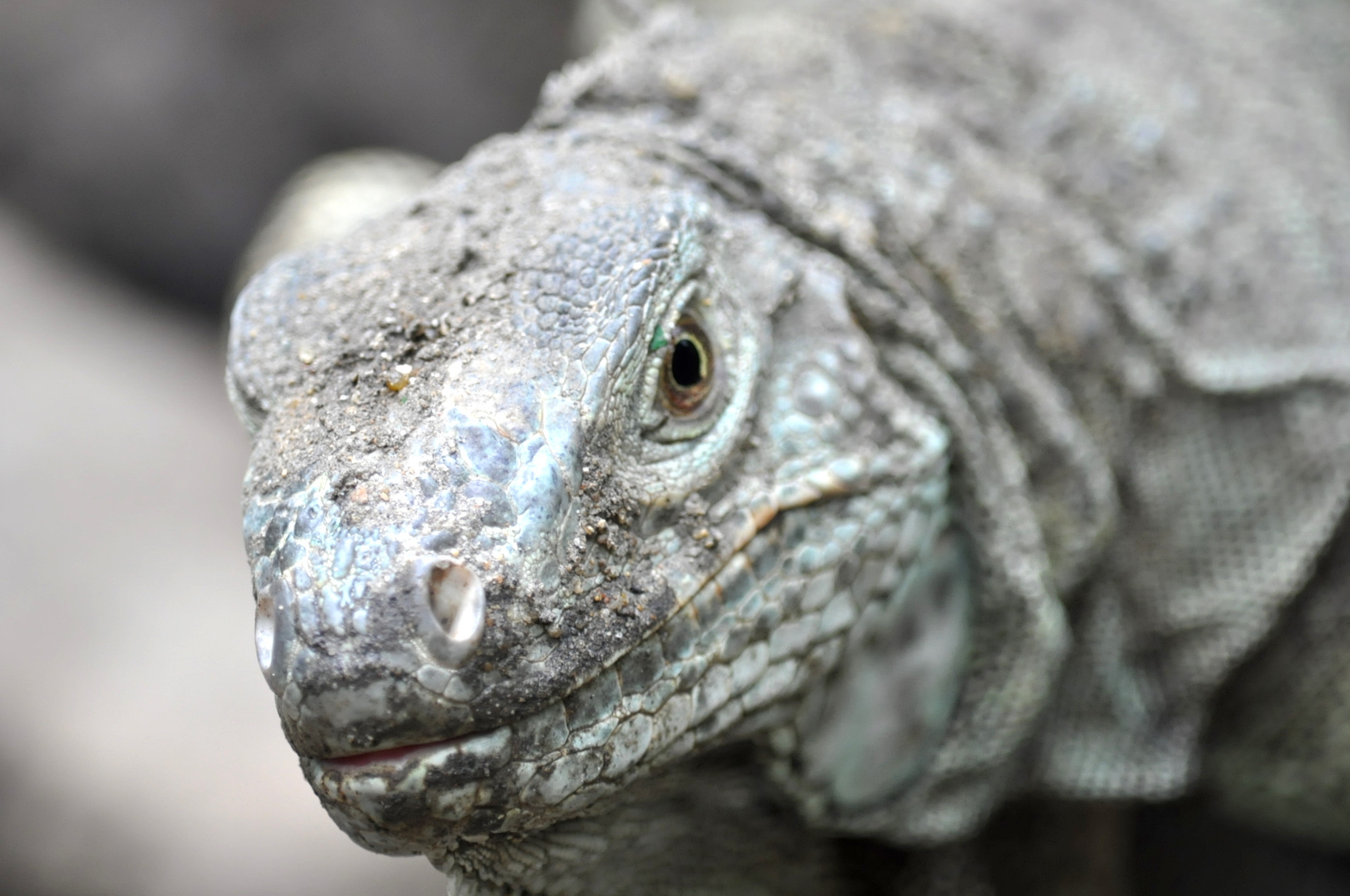 Komodo Island, Grey Komodo dragon, Photo, Pikwizard, 2150x1430 HD Desktop