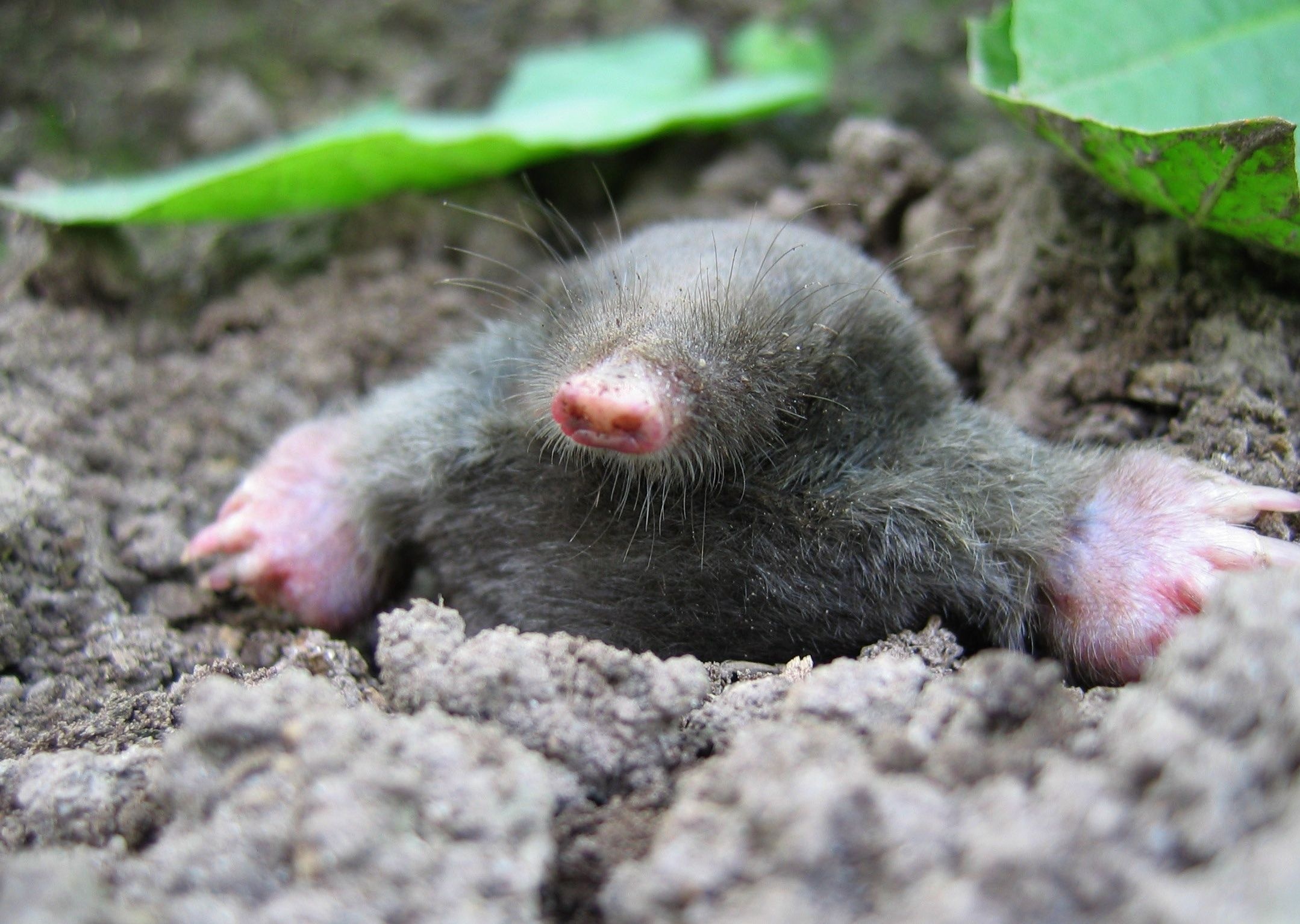 Cartoon moles, Mole illustrations, Mole character design, Mole concept art, 2160x1540 HD Desktop