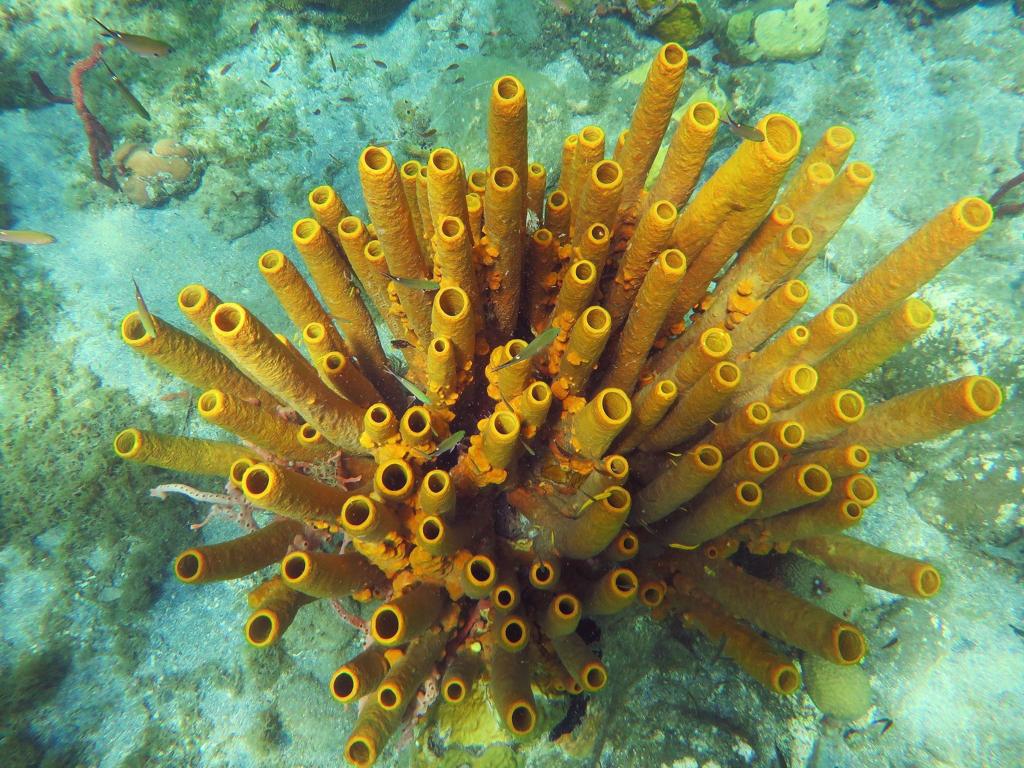 Yellow tube sponge, Distinctive aplysina fistularis, Douglas Bay marine life, Cabrits National Park, 2050x1540 HD Desktop