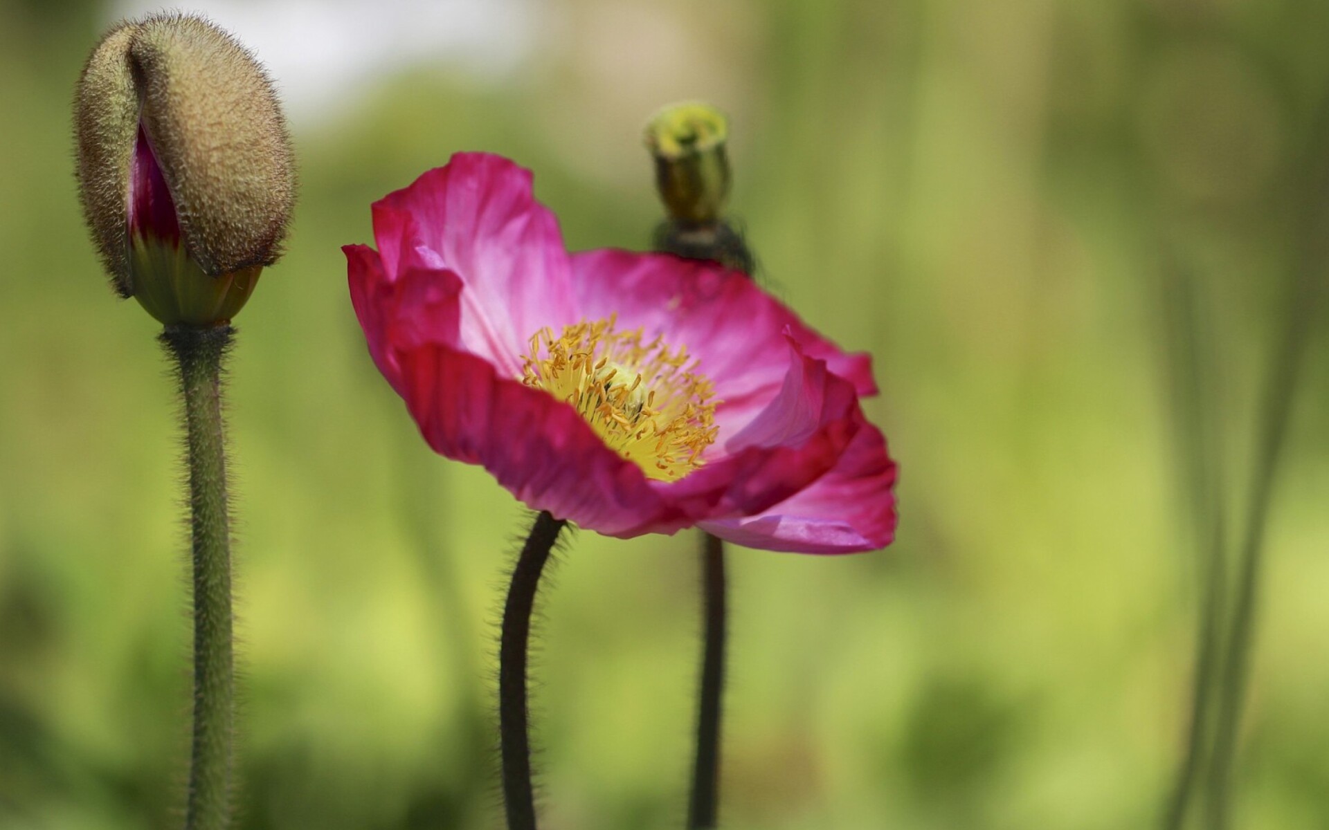 Poppy Flower, Purple poppy, Widescreen desktop, Full HD, 1920x1200 HD Desktop