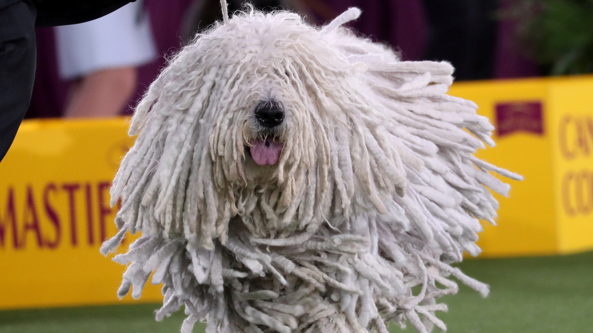 Bergamasco dog, Best in show, Westminster Kennel Club, CGTN, 1920x1080 Full HD Desktop