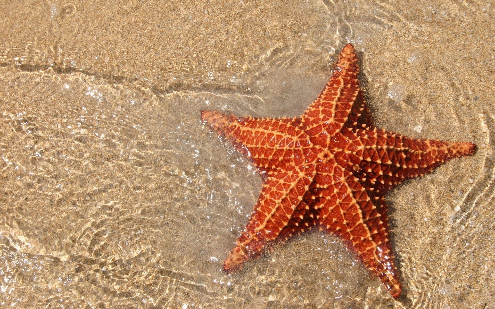 Sea Stars Wallpapers, Backgrounds, Sea Star, Animal, 1920x1200 HD Desktop