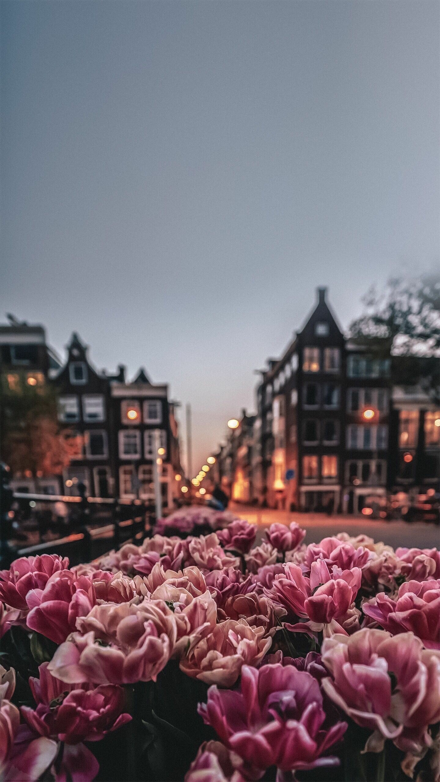 Amsterdam, Spring wallpapers, Tulips, Netherlands, 1440x2560 HD Phone