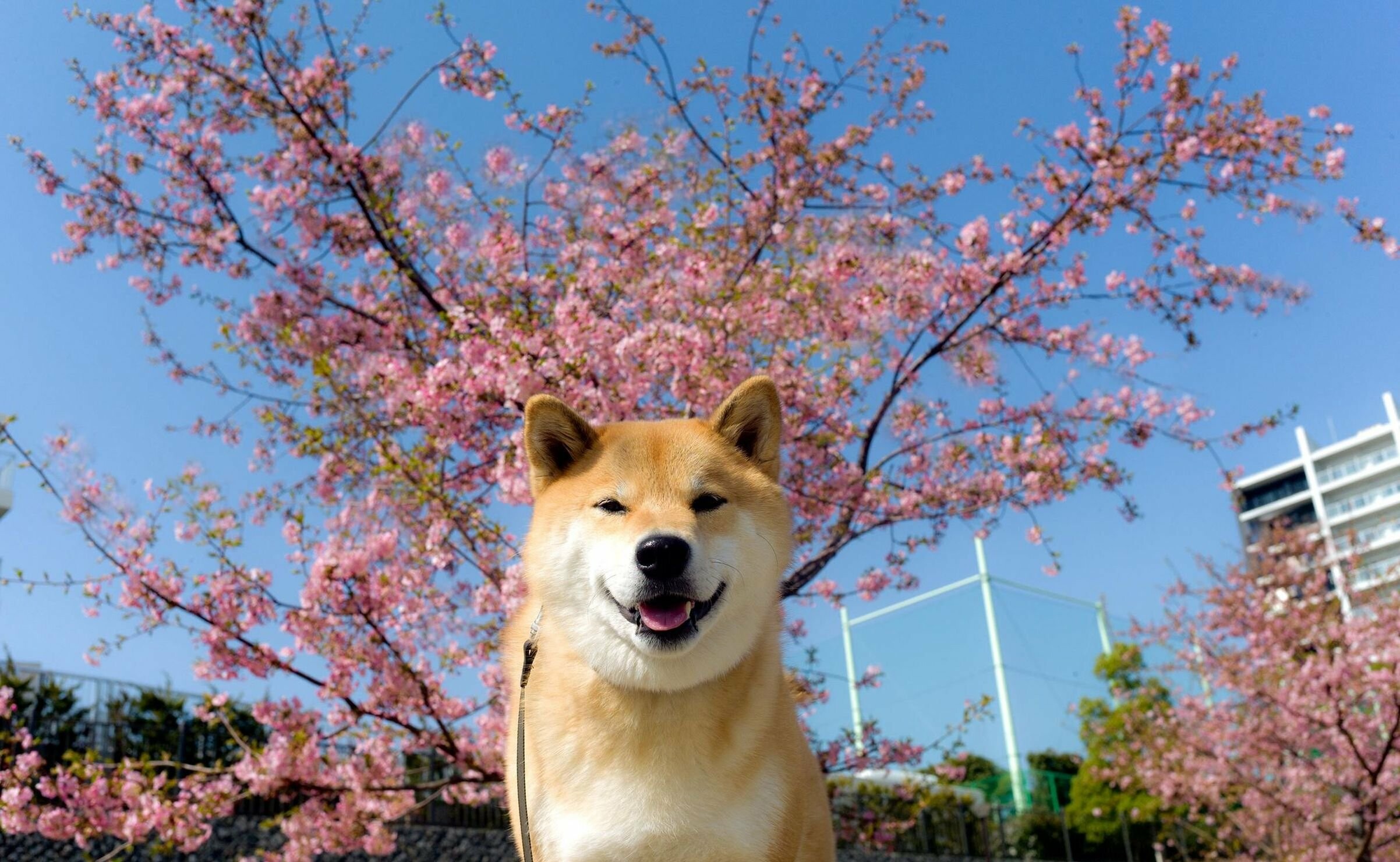 Shiba Inu, Widescreen wallpaper, 2410x1480 HD Desktop