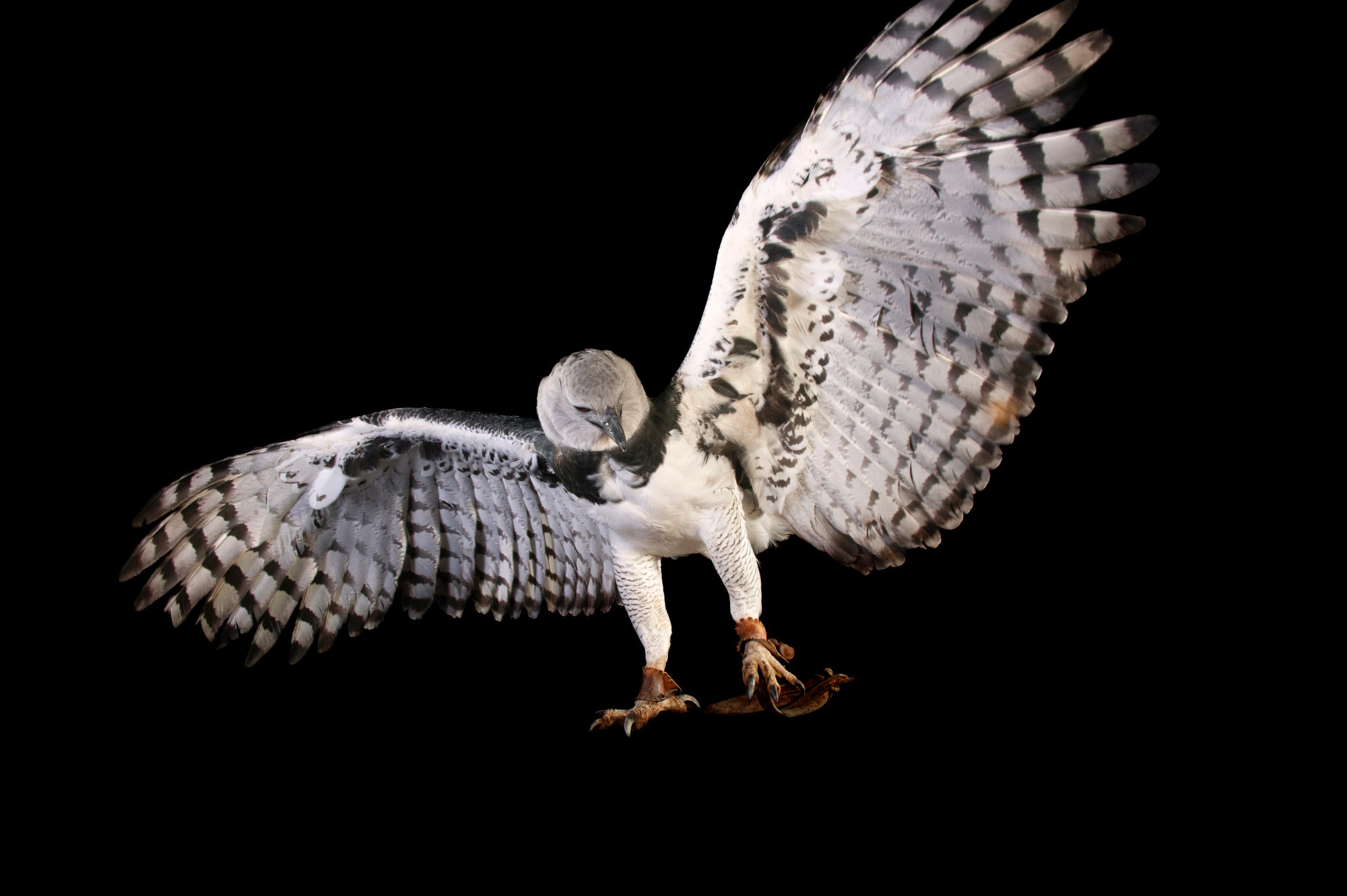 Flight, Harpy Eagle Wallpaper, 2000x1340 HD Desktop