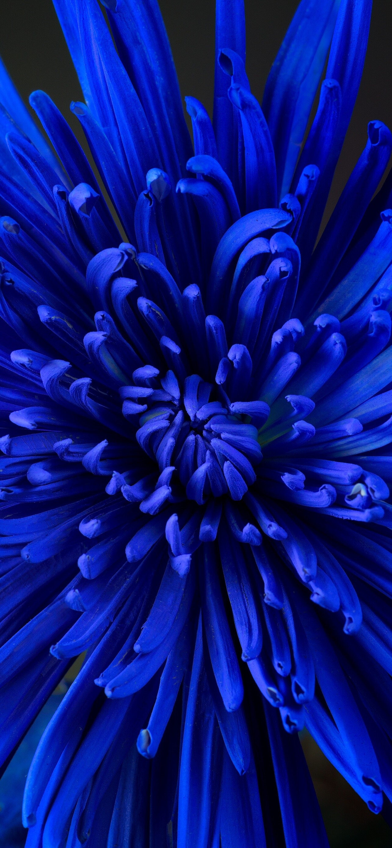 Chrysanthemum, Blue flower, Close-up shot, Blooming beauty, 1290x2780 HD Phone