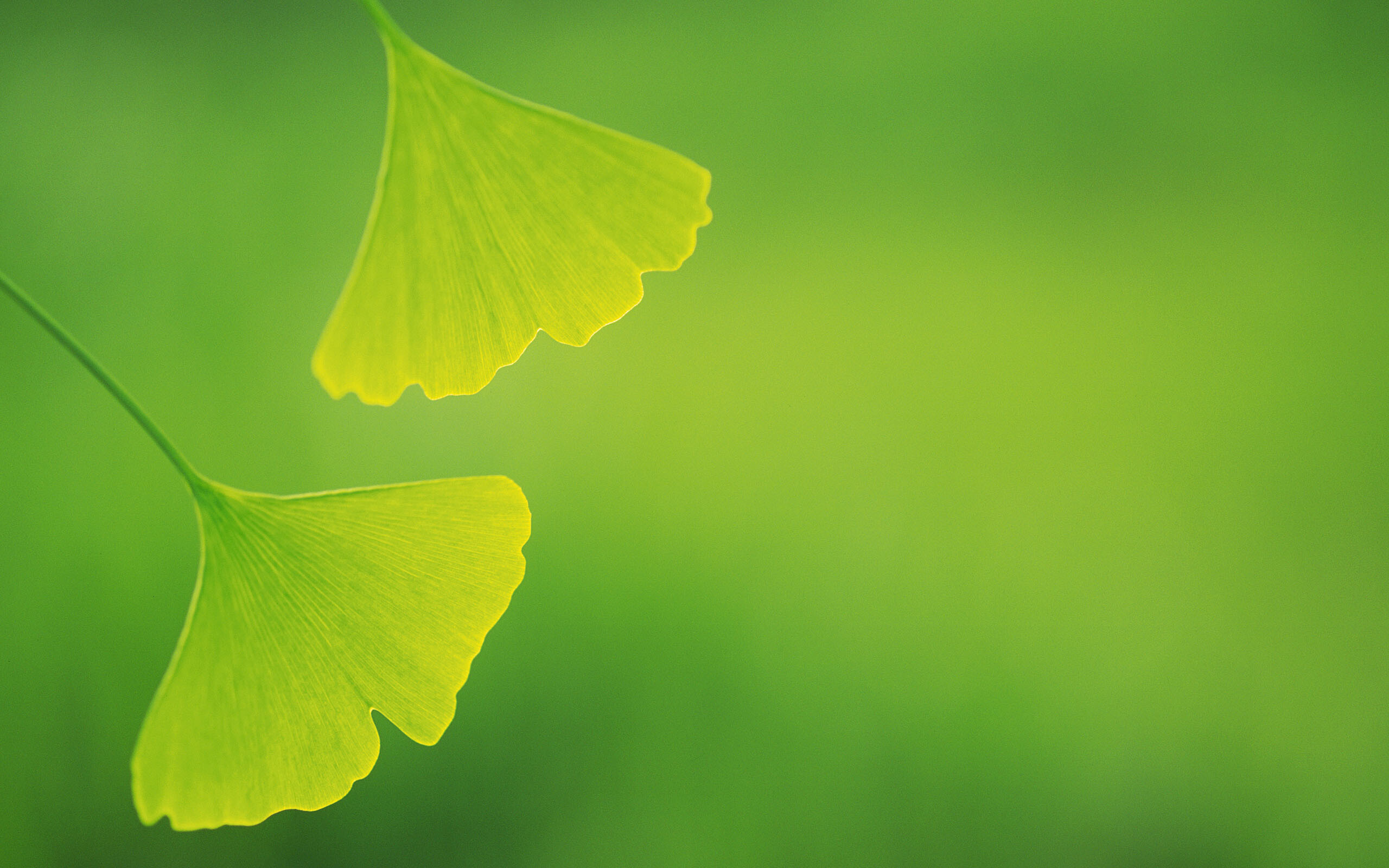 Ginkgo, Leaves Wallpaper, 2560x1600 HD Desktop