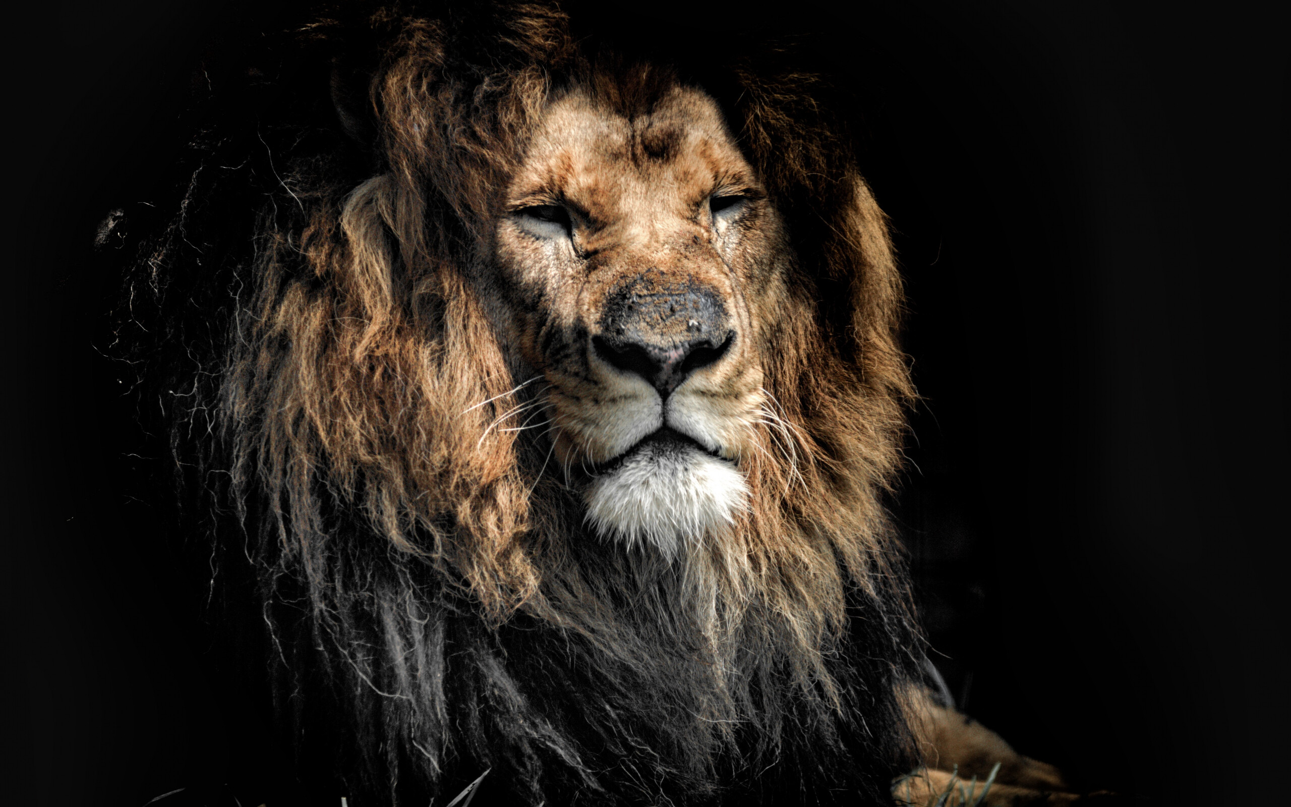 Aged lion, Wild predator, Powerful muzzle, Dual wide wallpaper, 2560x1600 HD Desktop