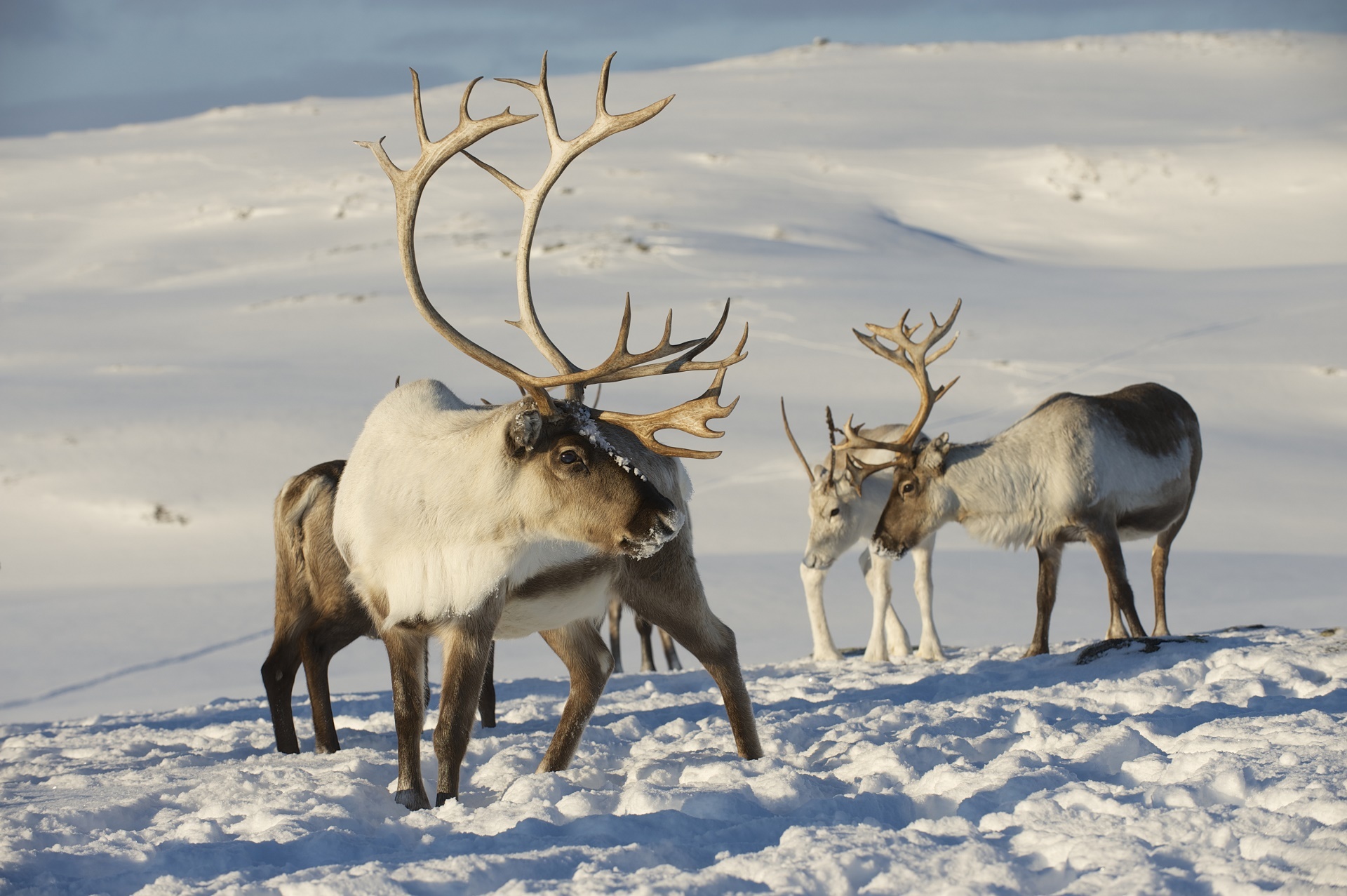 Caribou wallpapers, Animal aesthetics, Nature's charm, Visual delight, 1920x1280 HD Desktop