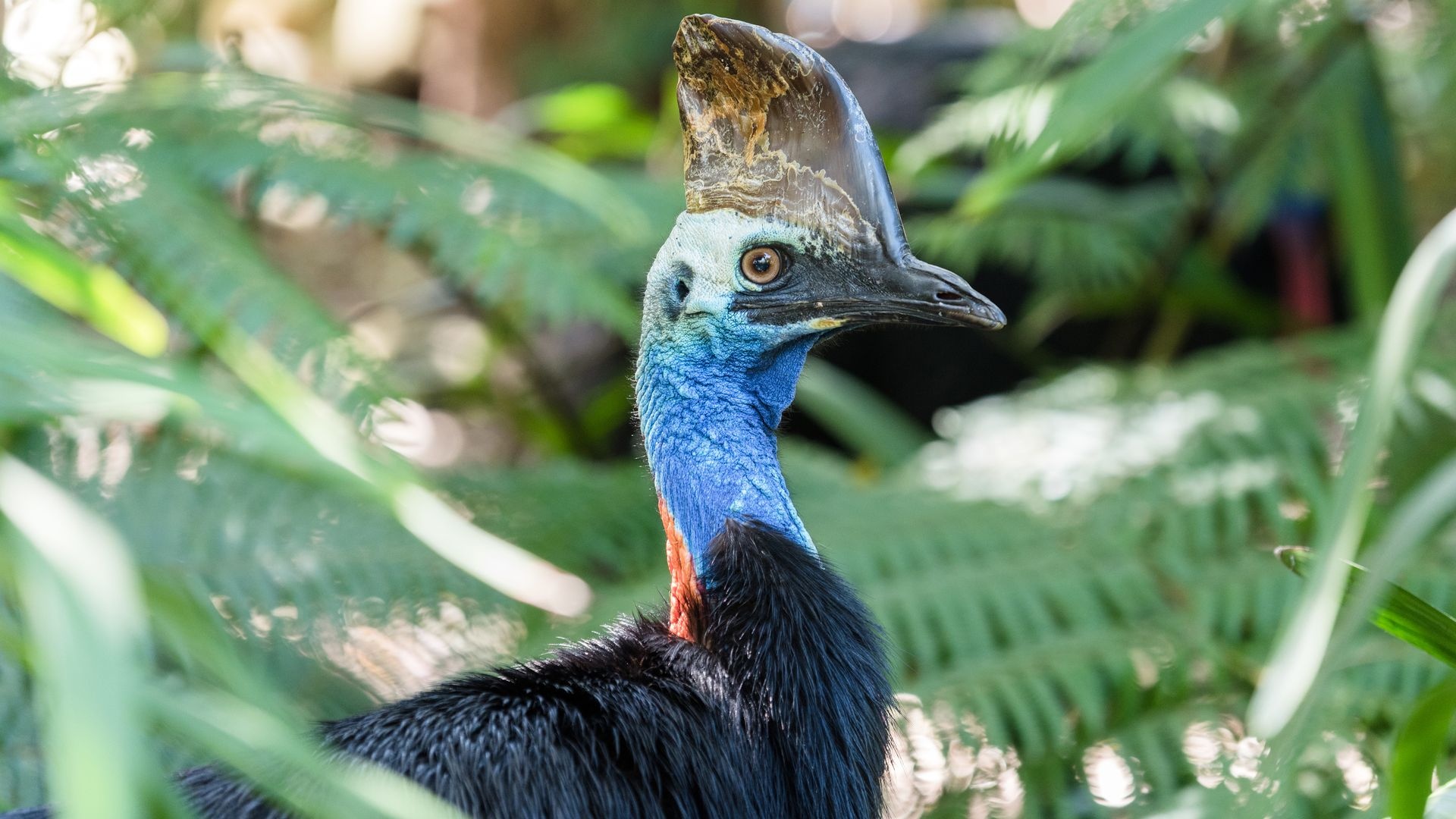 Underrated killer beast, Cassowary identification, Deadly dagger-like claws, Fascinating predator, 1920x1080 Full HD Desktop