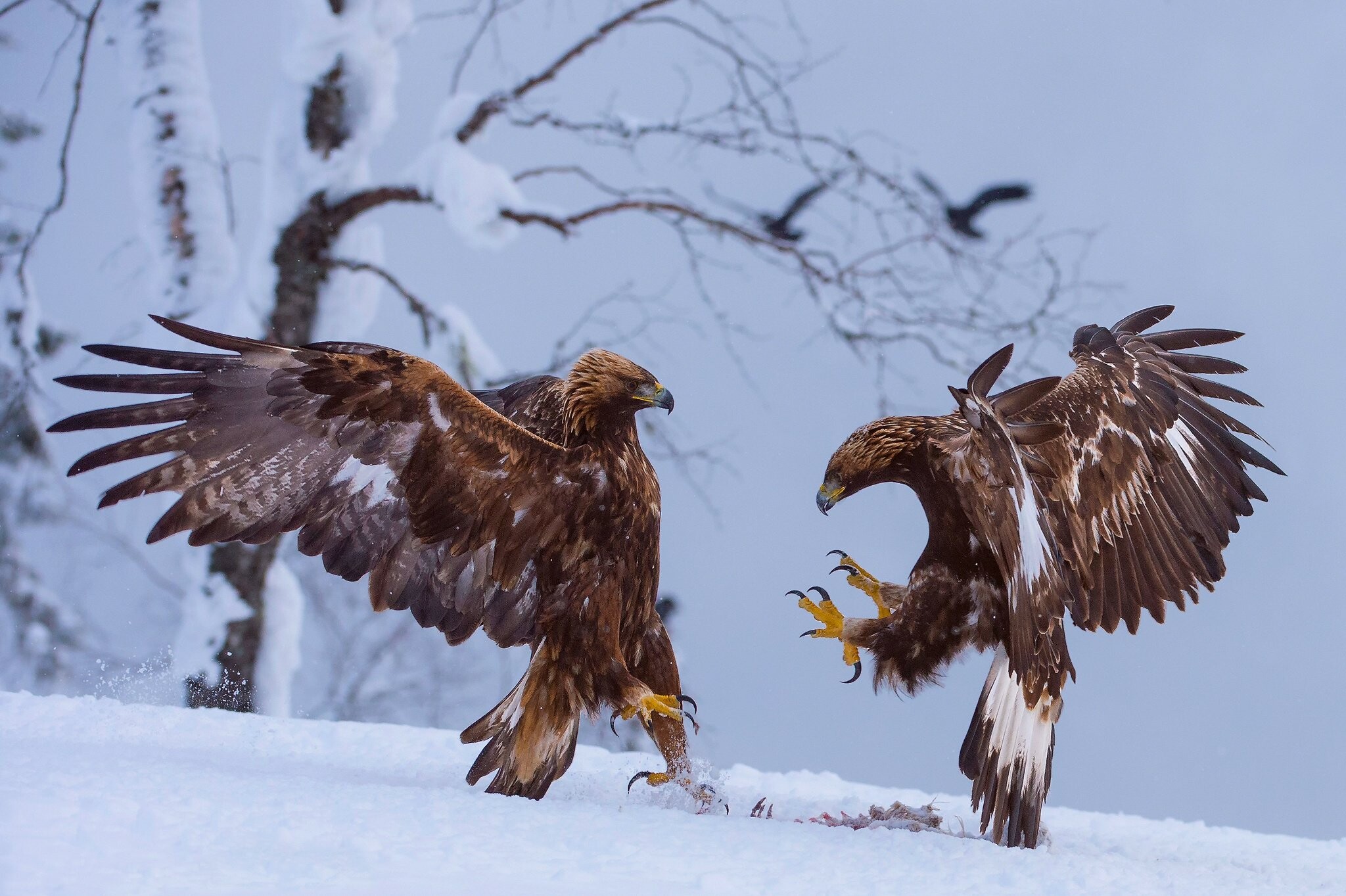 Fight, Golden Eagles Wallpaper, 2050x1370 HD Desktop