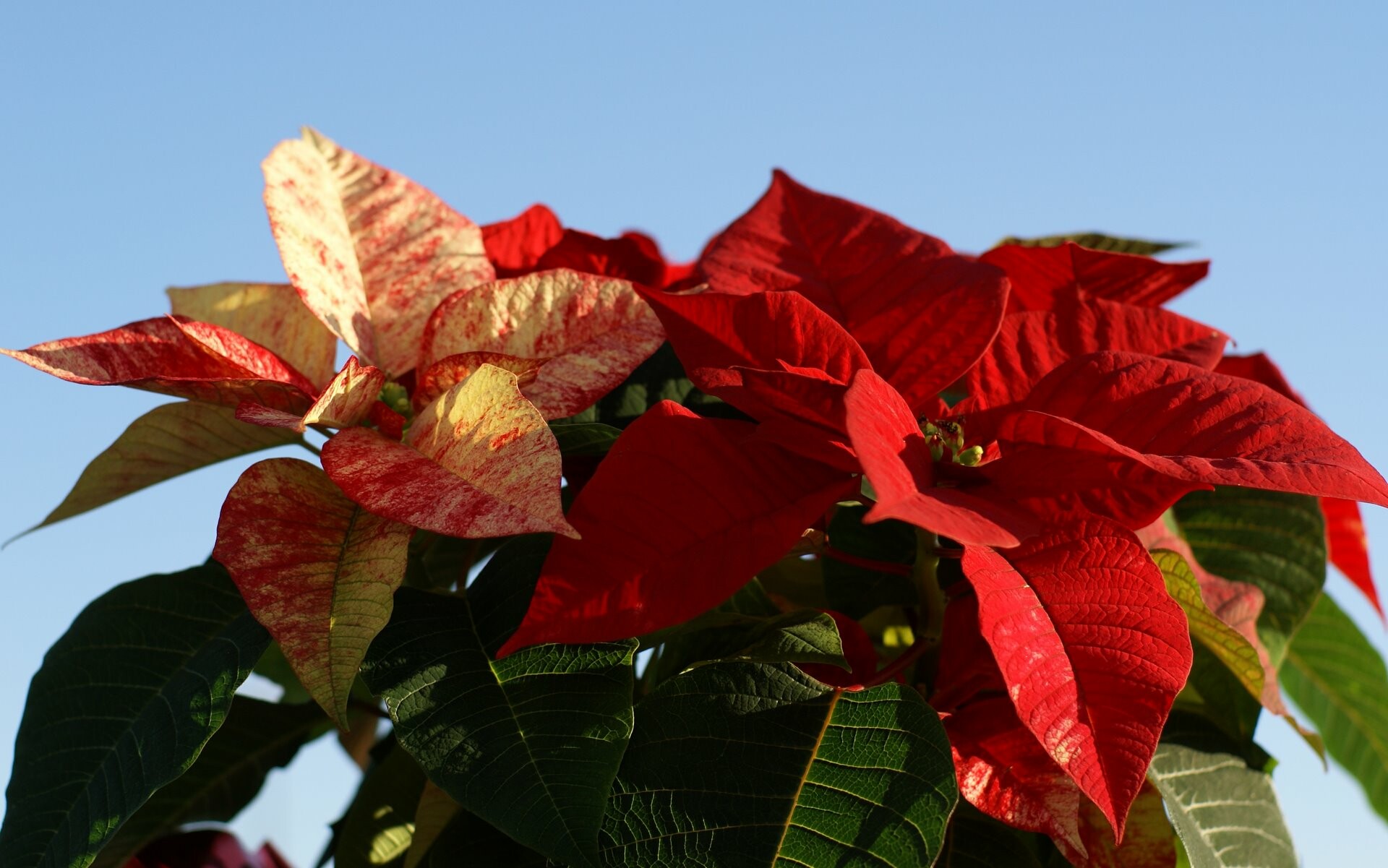 Euphorbia pulcherrima, Poinsettia wonders, Holiday favorite, Botanical delight, 1920x1210 HD Desktop