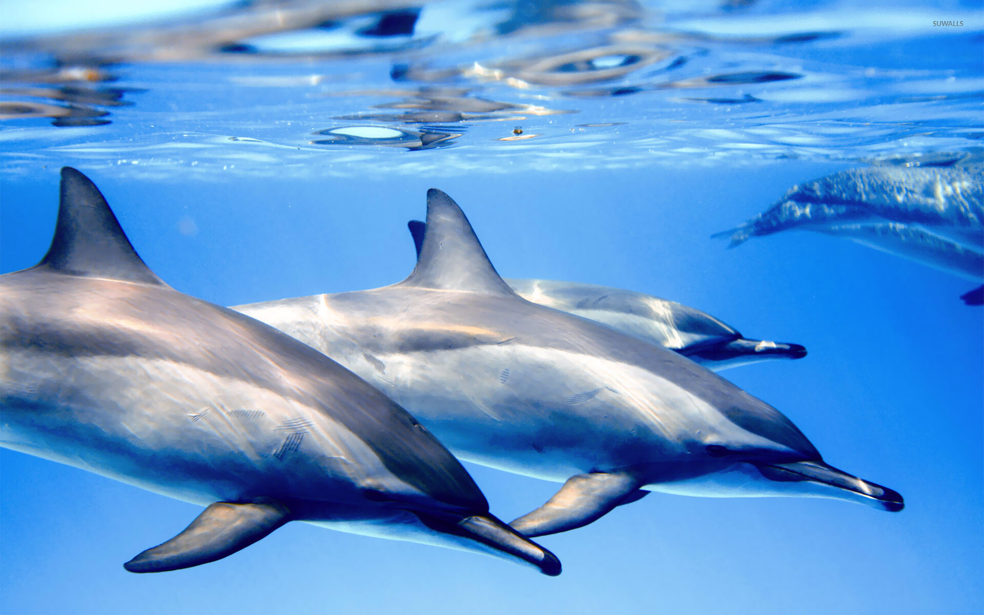 Dolphin wallpaper, Cute animals, Playful nature, Underwater beauty, 1920x1200 HD Desktop