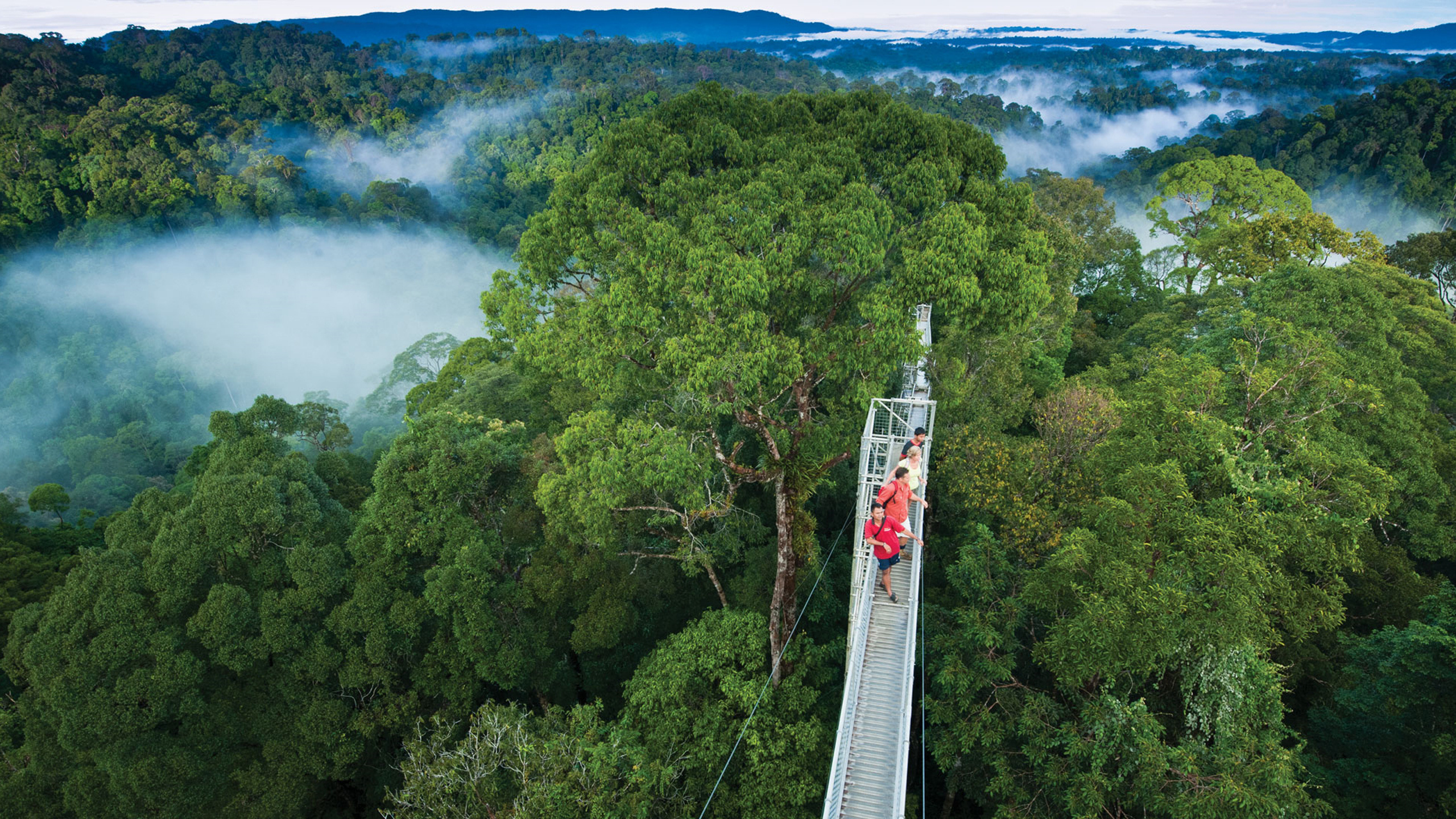 Brunei travels, Jungle walk, Ulu Temburong National Park, Brunei landscape photography, 2560x1440 HD Desktop