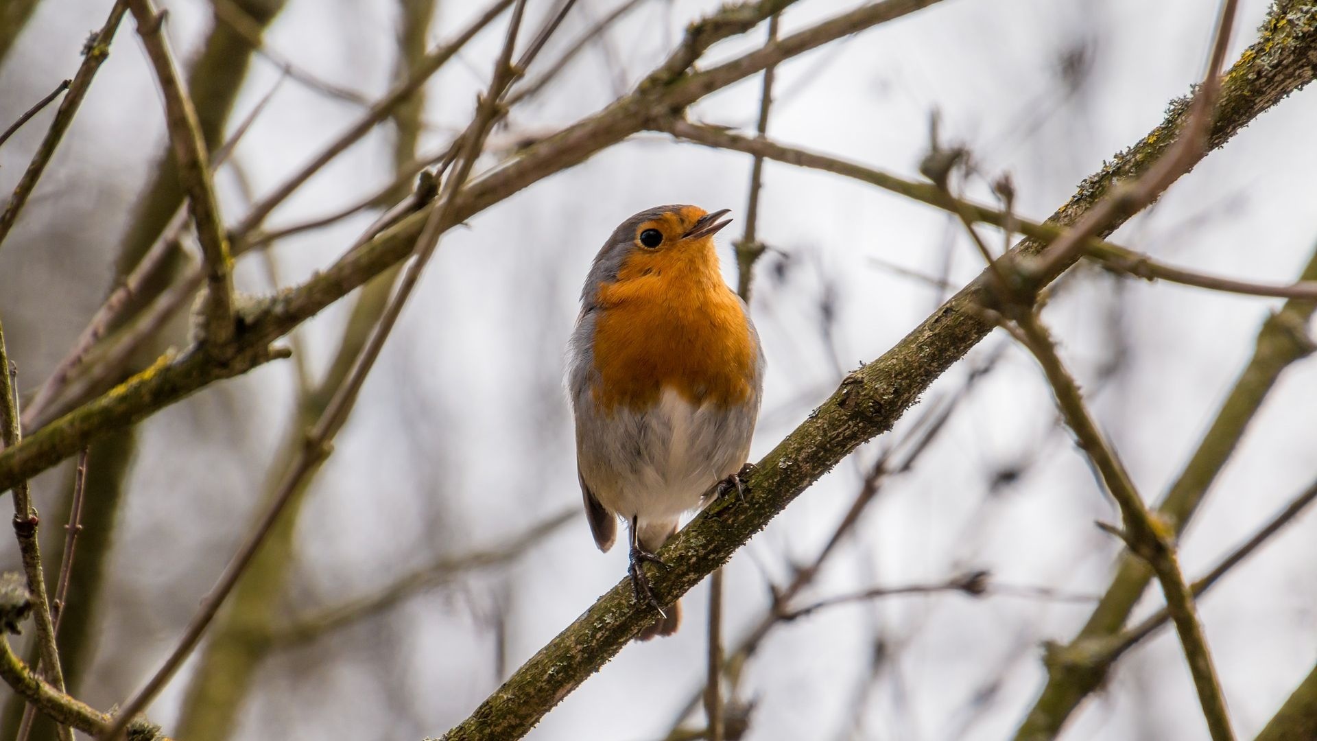 Robin bird, European species, Cute small bird, High-definition image, 1920x1080 Full HD Desktop