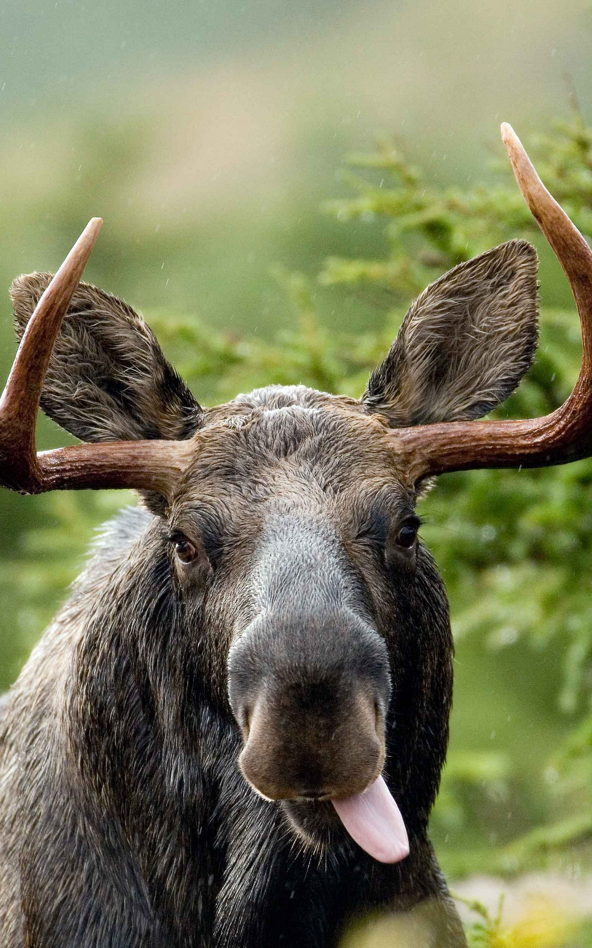 HD moose wallpaper, Latest designs, Desktop beauty, Mobile excellence, 1200x1920 HD Phone