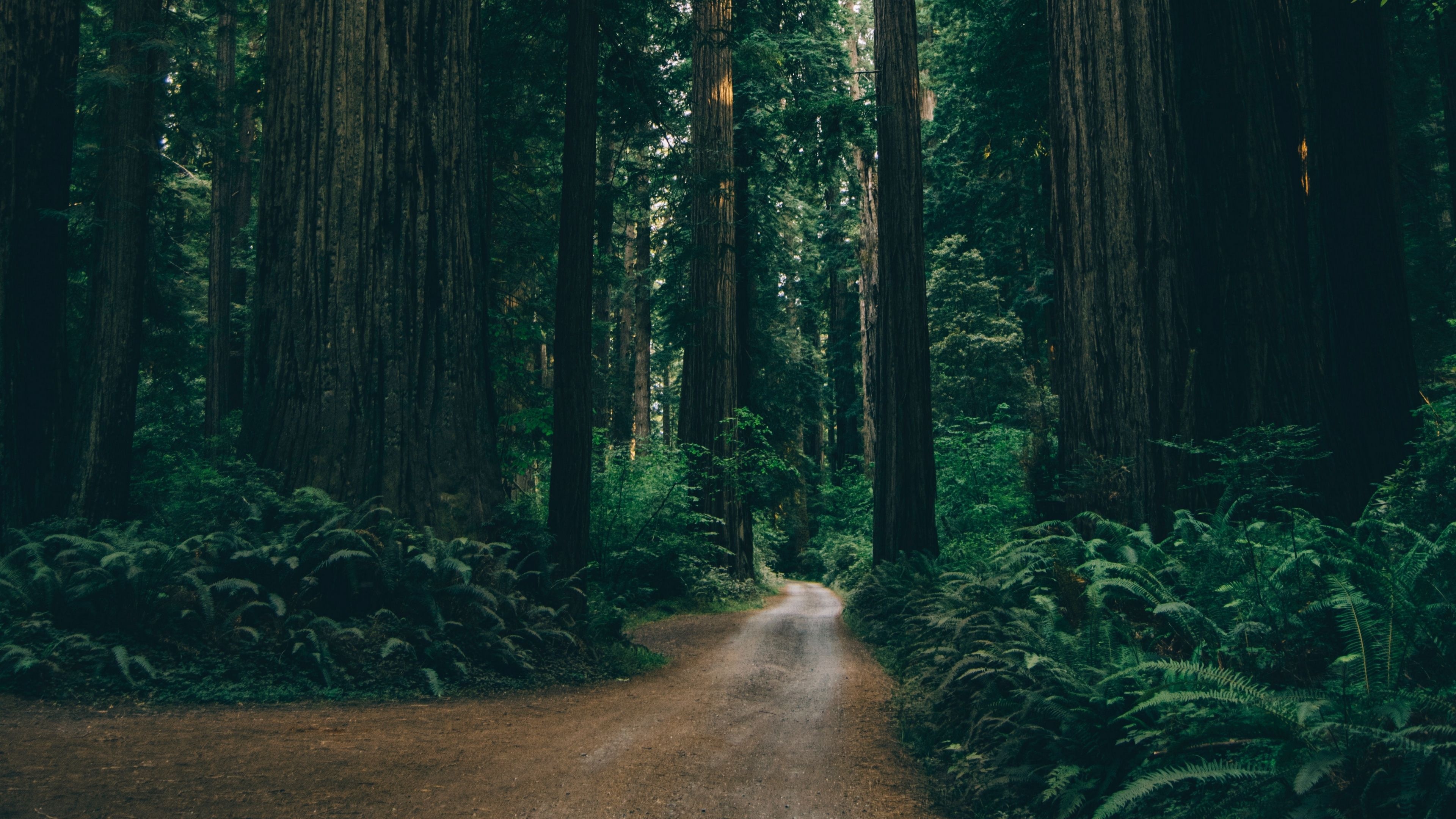 Sierra National Forest, Green Forests Wallpaper, 3840x2160 4K Desktop