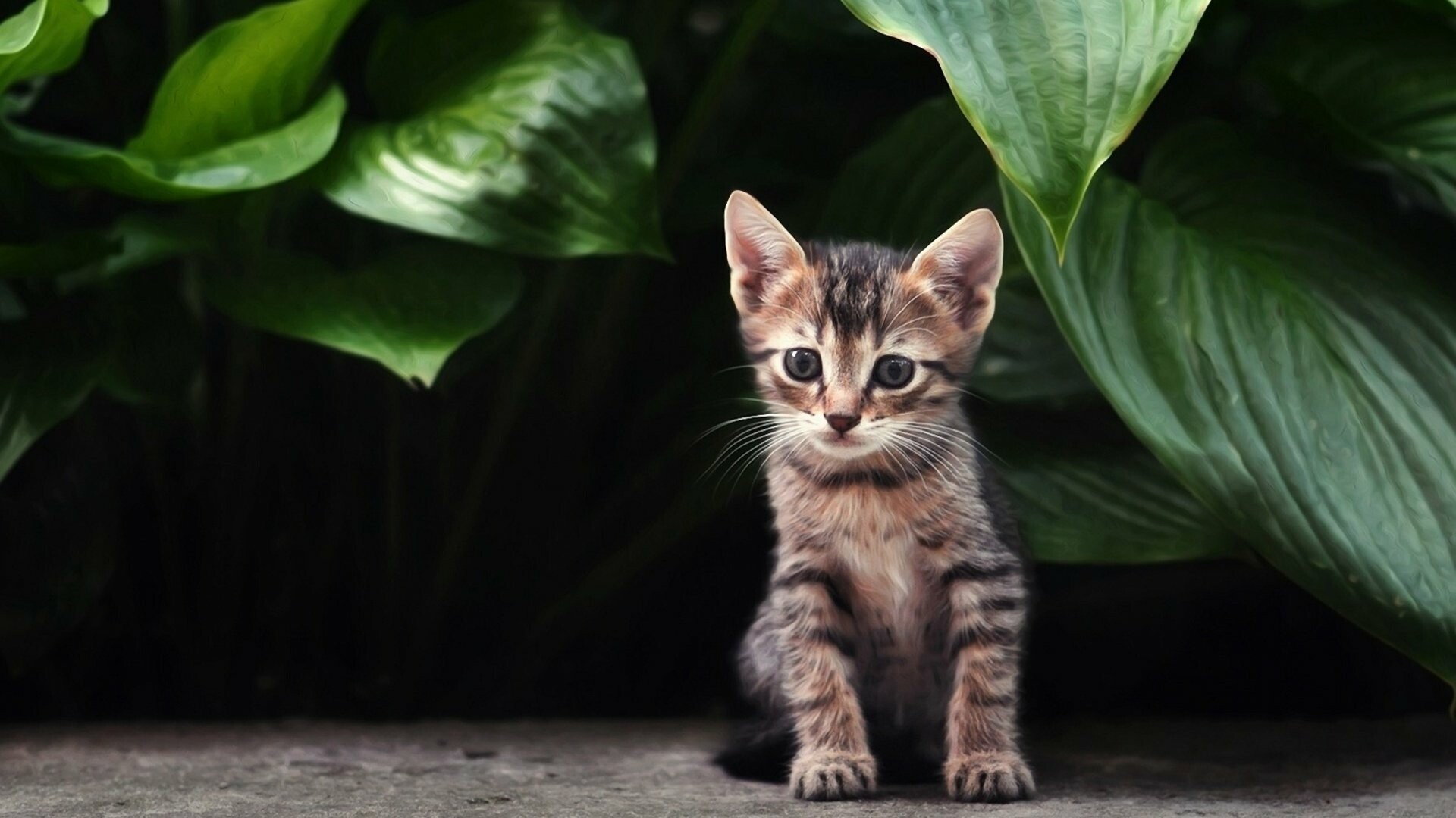 Kitten wallpaper ID426865, HD 1080p, Kitten wallpaper, Computer, 1920x1080 Full HD Desktop