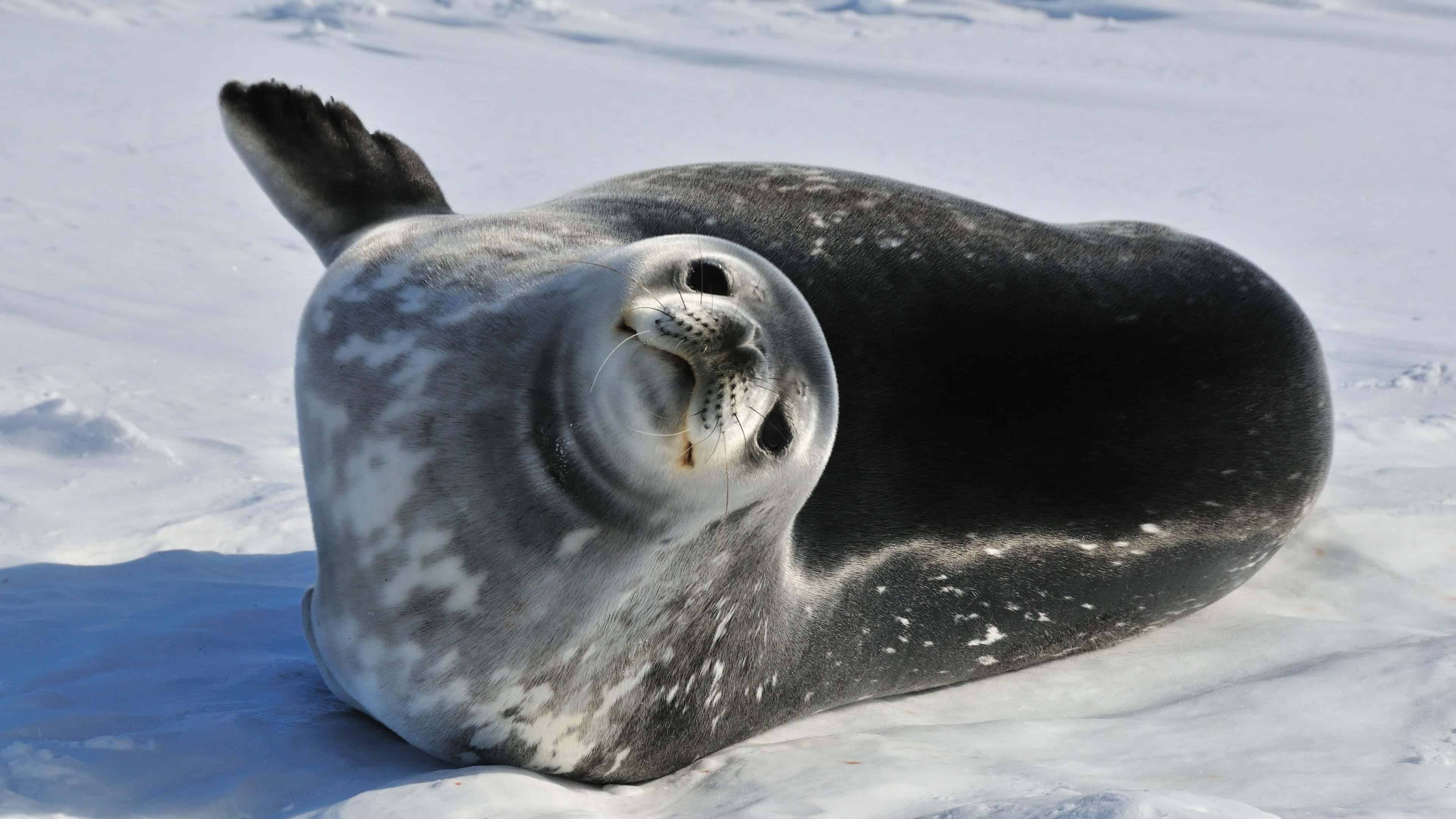 Seal