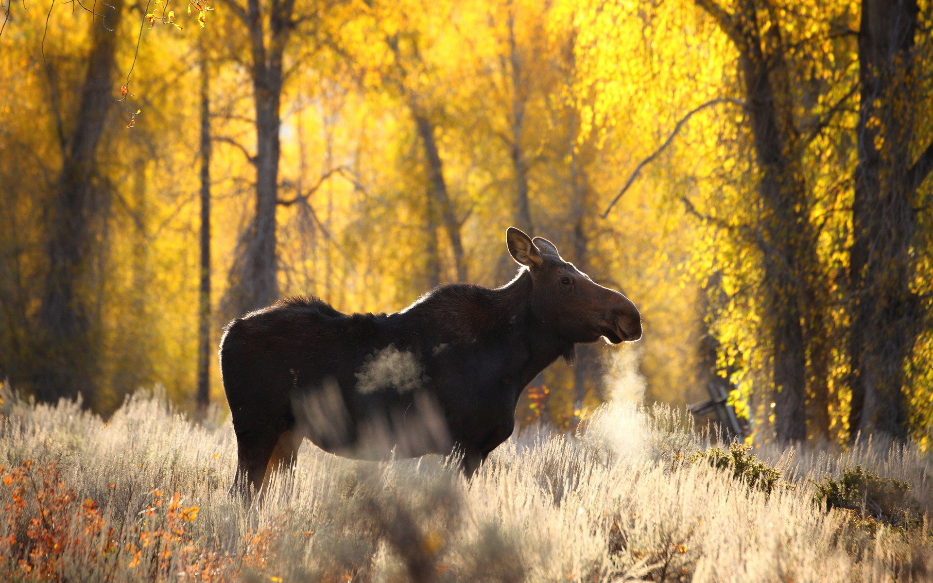 Moose wallpaper, Digital artistry, Mesmerizing scene, Wallpaper delight, 1920x1200 HD Desktop