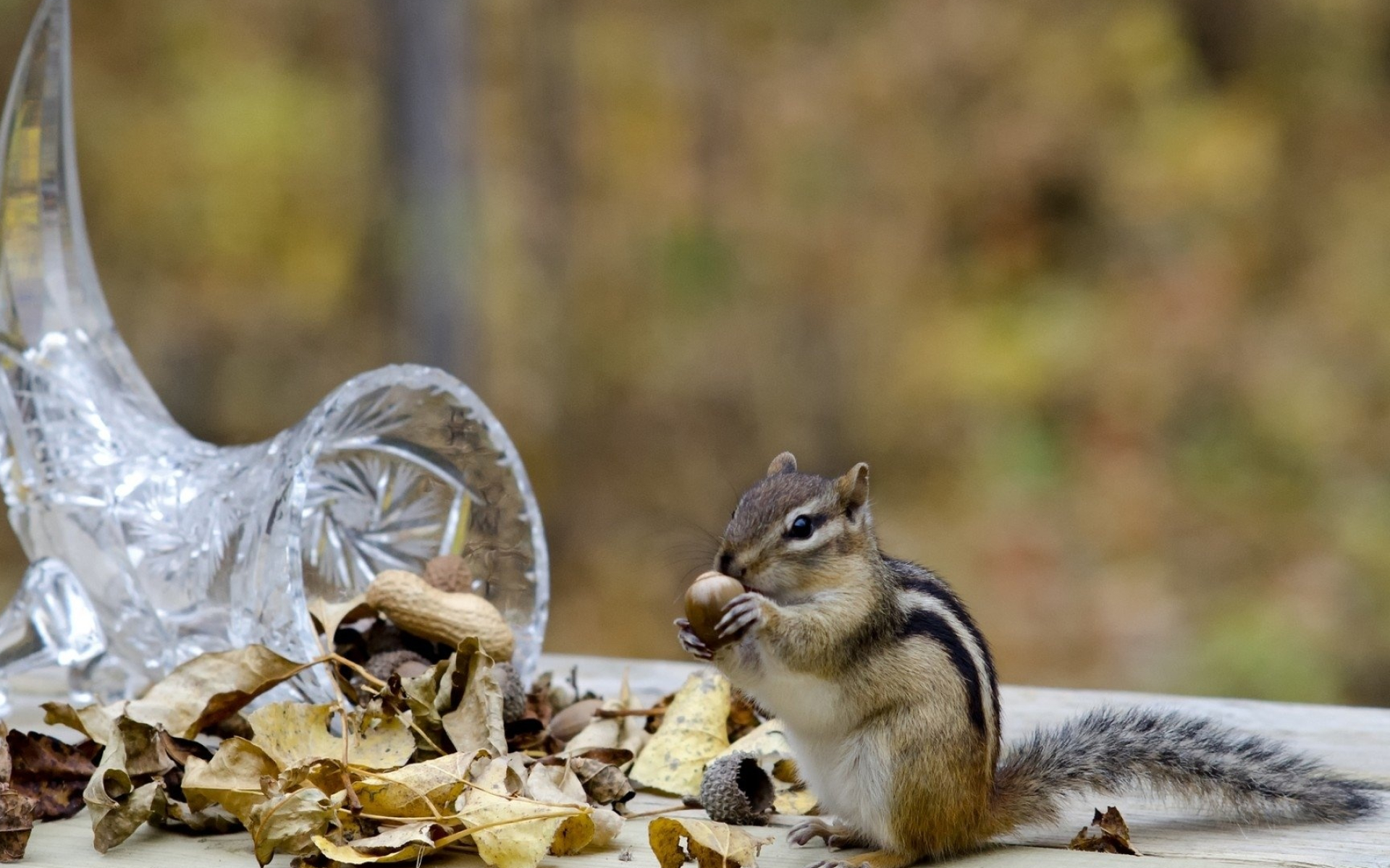 Chipmunk, Furry cutie, HD wallpaper, Nature's marvel, 1920x1200 HD Desktop